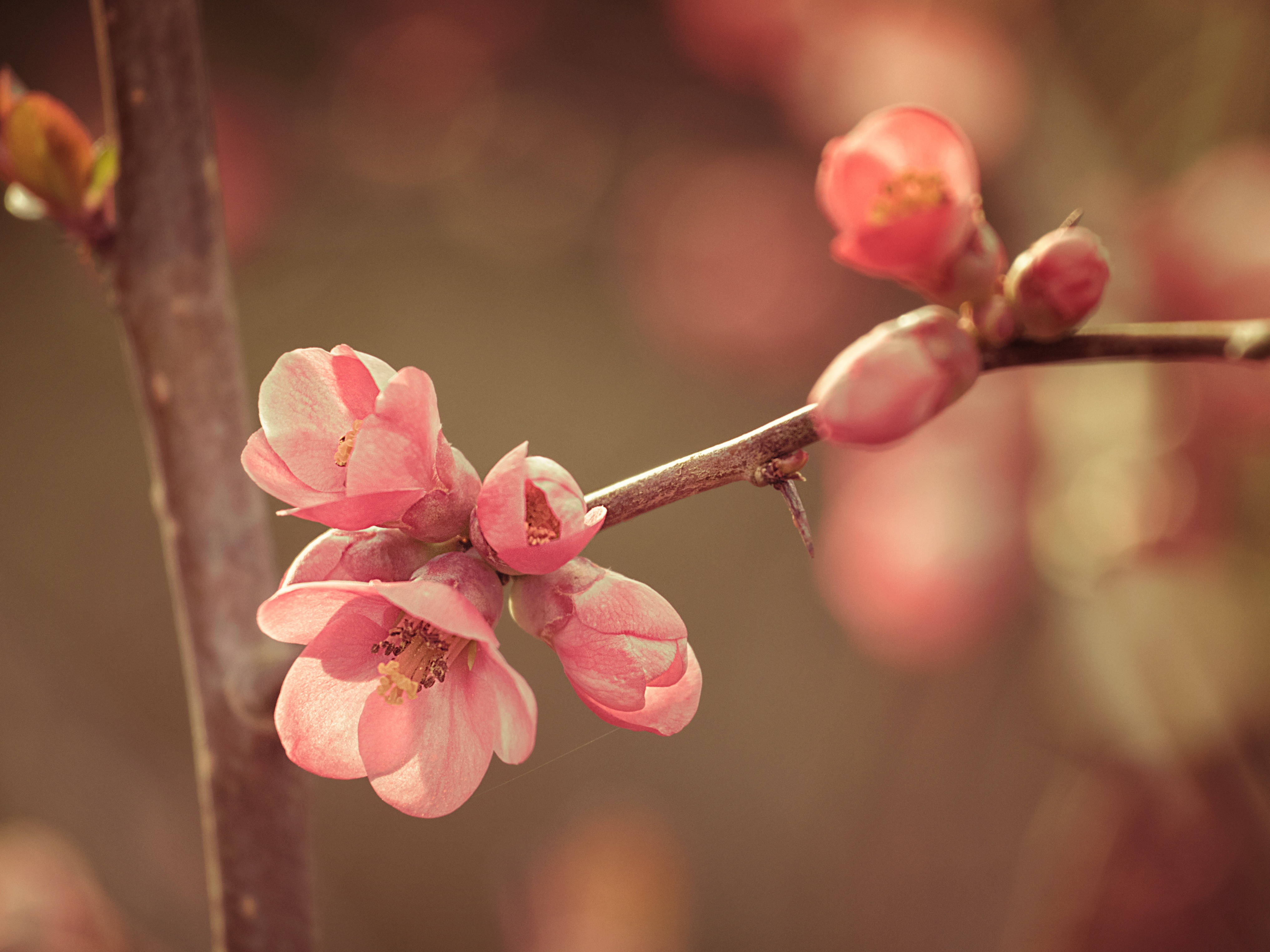 Floare de Primăvară în Close-Up Fundal