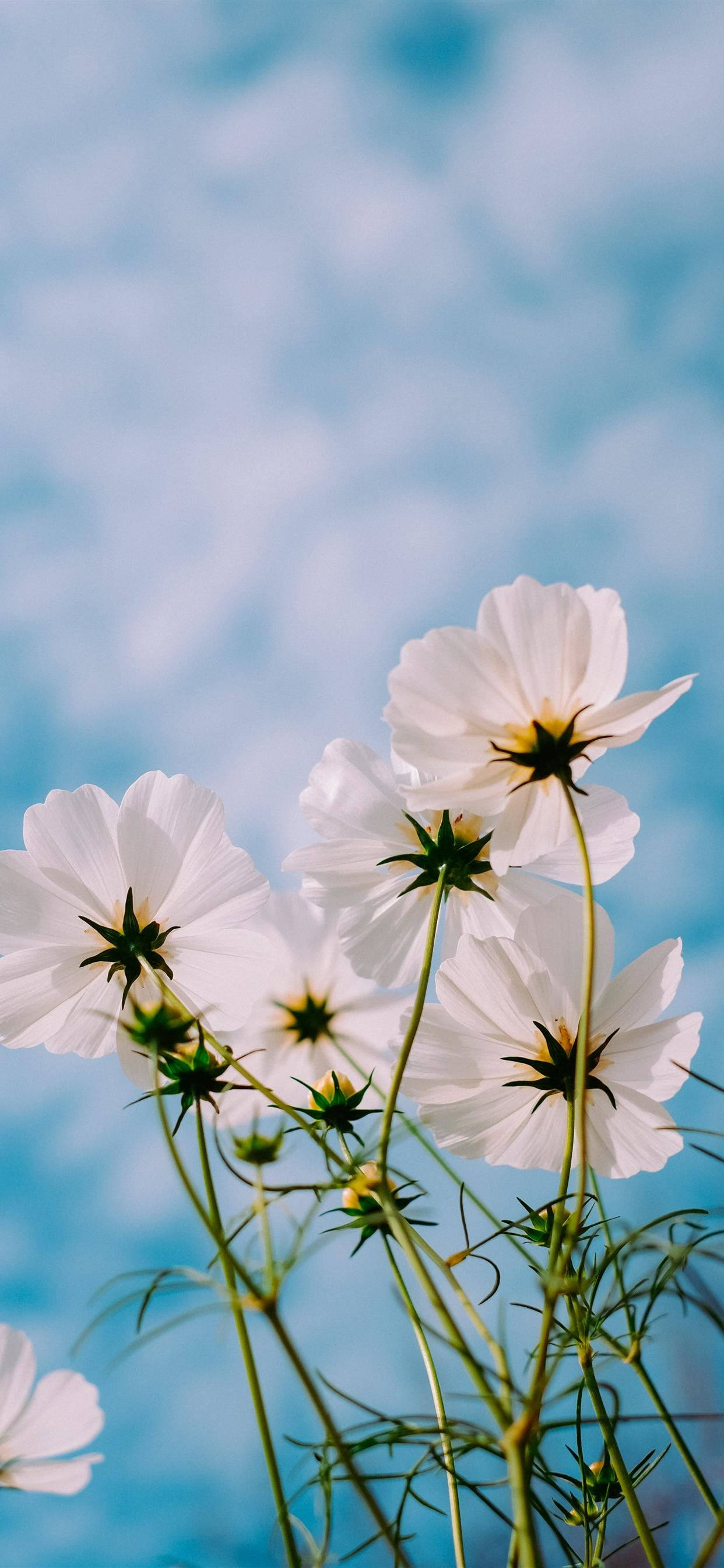 Floare de primăvară iPhone 11 Pro Max Fundal