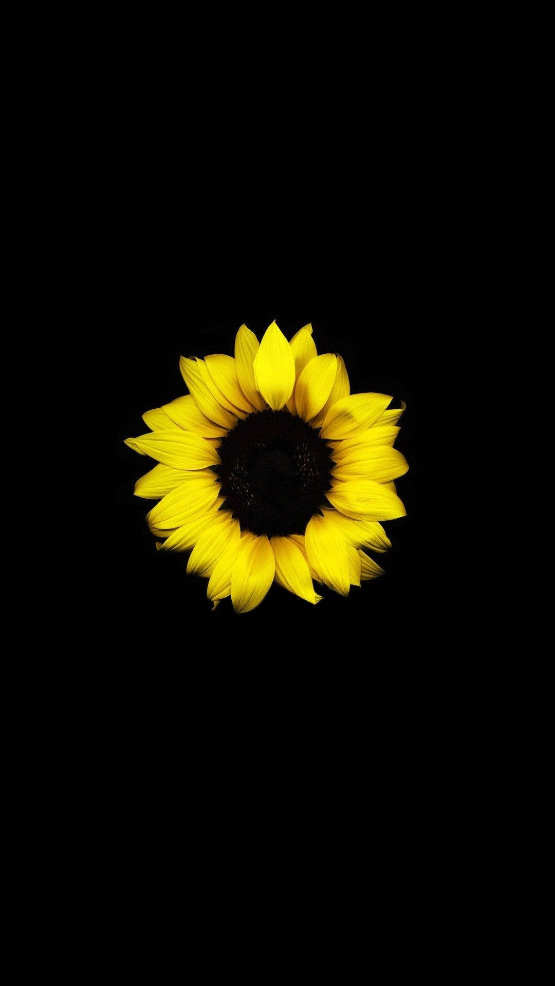 Floare de soare singuratică pe fundal întunecat HD Fundal