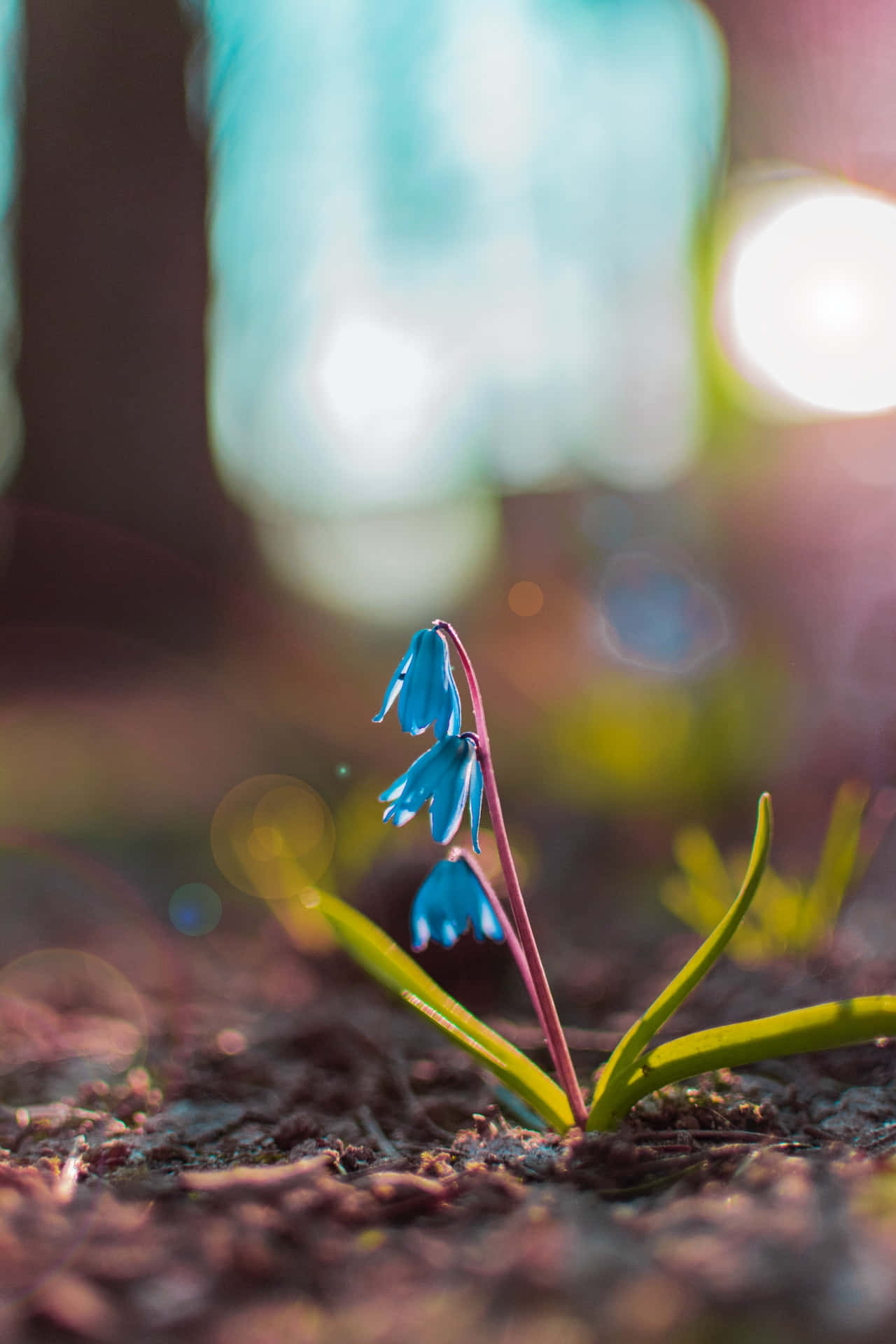 Floare de squill albastre telefon Fundal
