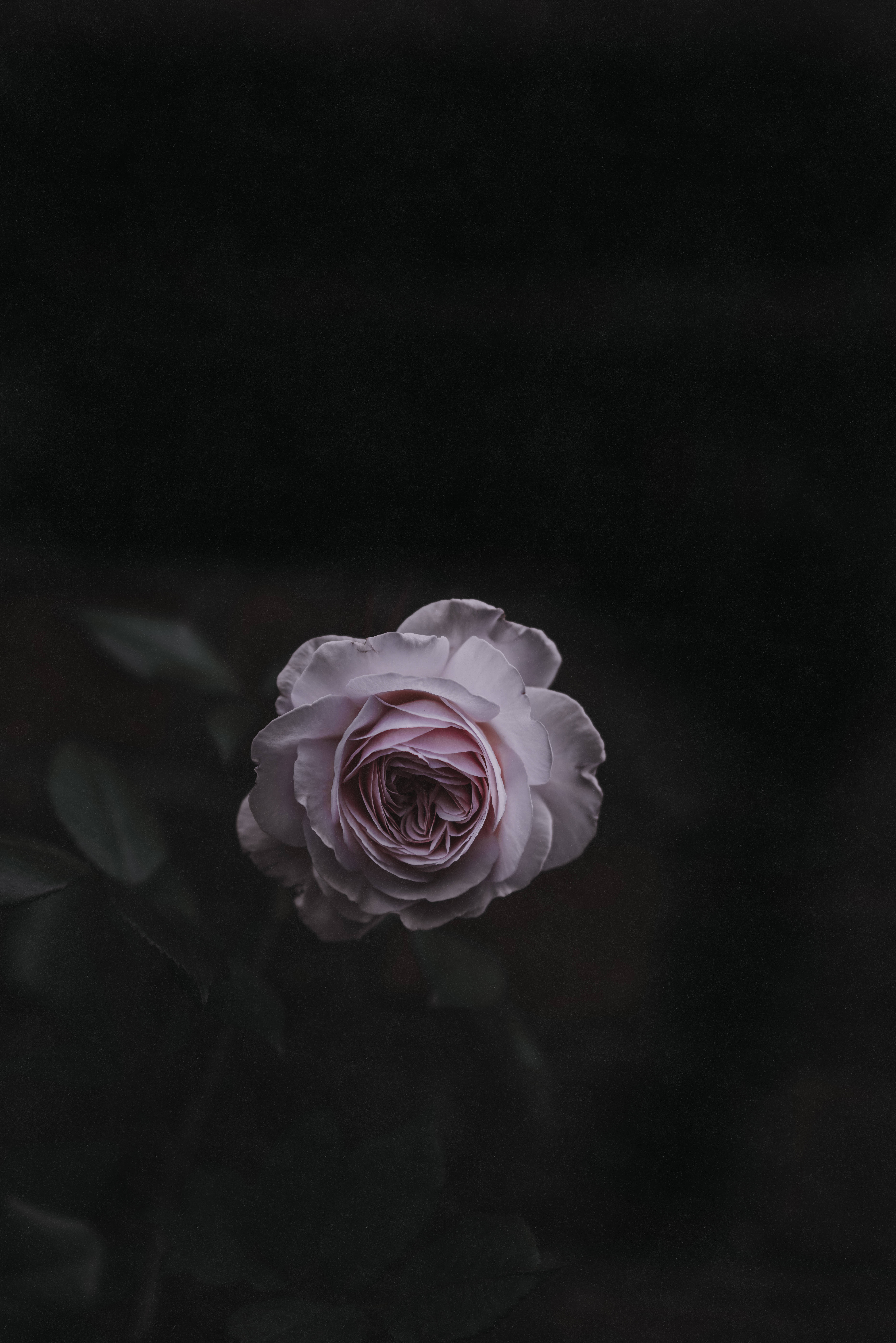 Floare de trandafir roz deschis Fundal