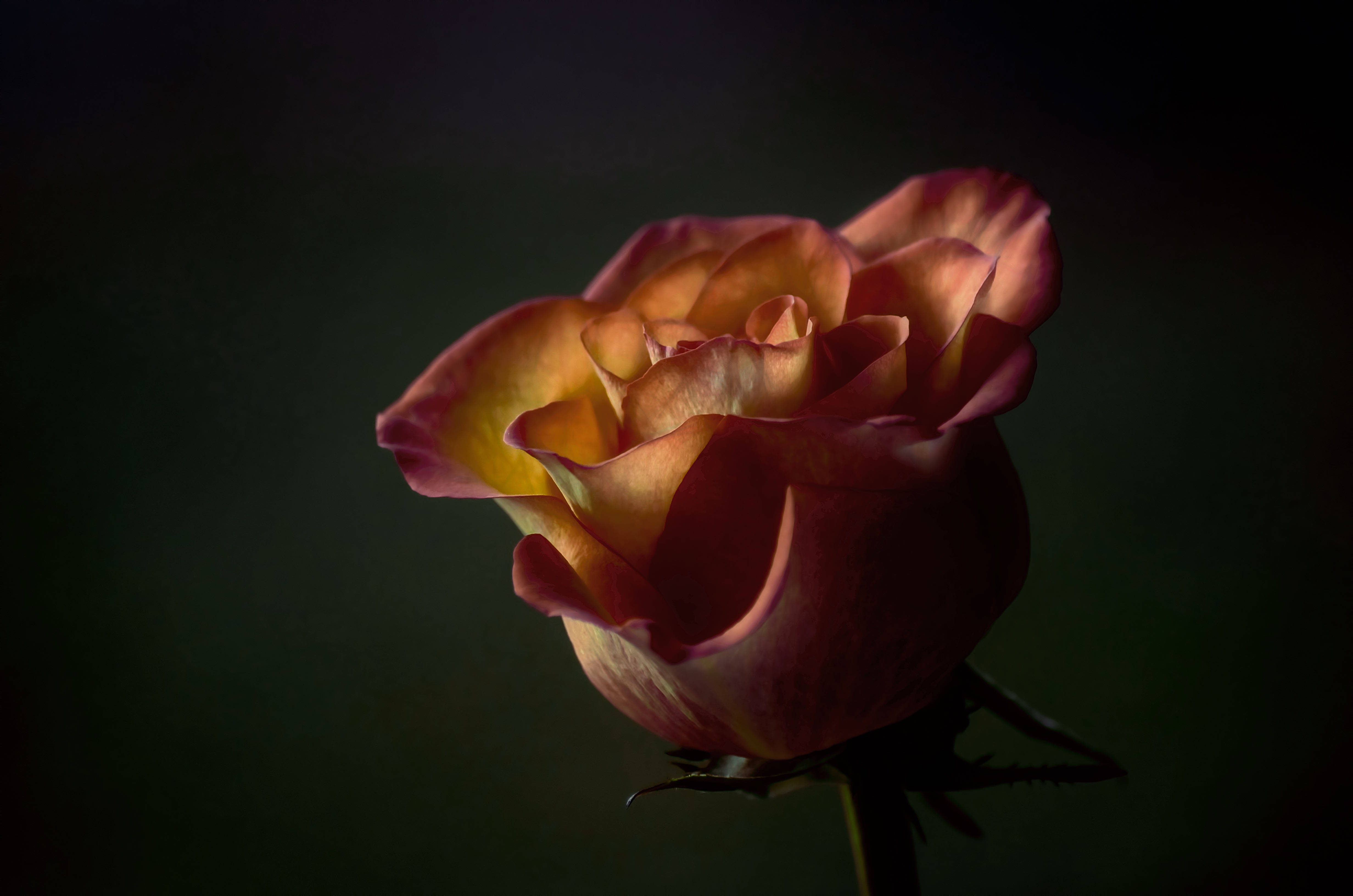 Floare de trandafir galben-portocaliu Fundal