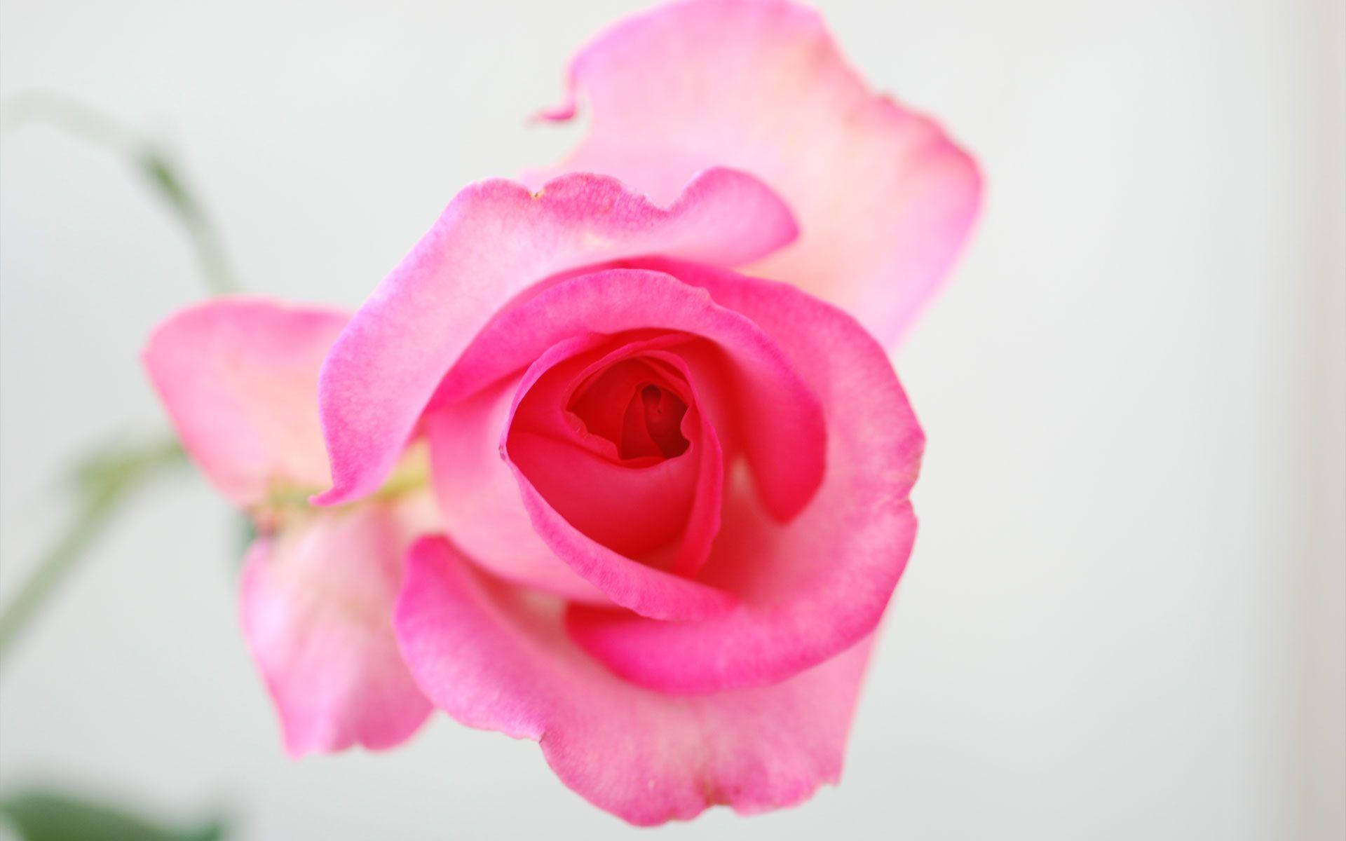 Floare de trandafir roz translucid Fundal