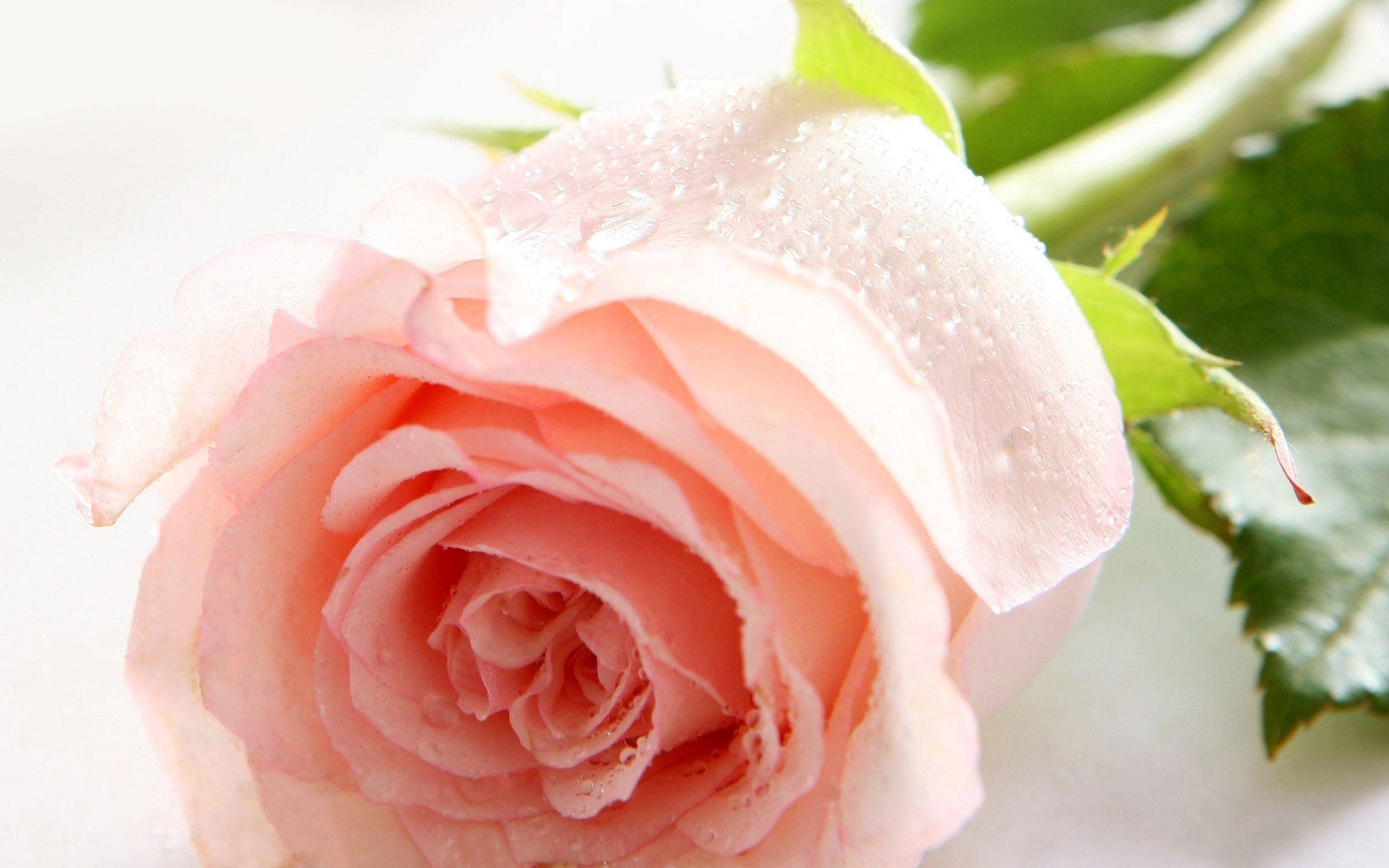 Floare de trandafir roz deschis Fundal