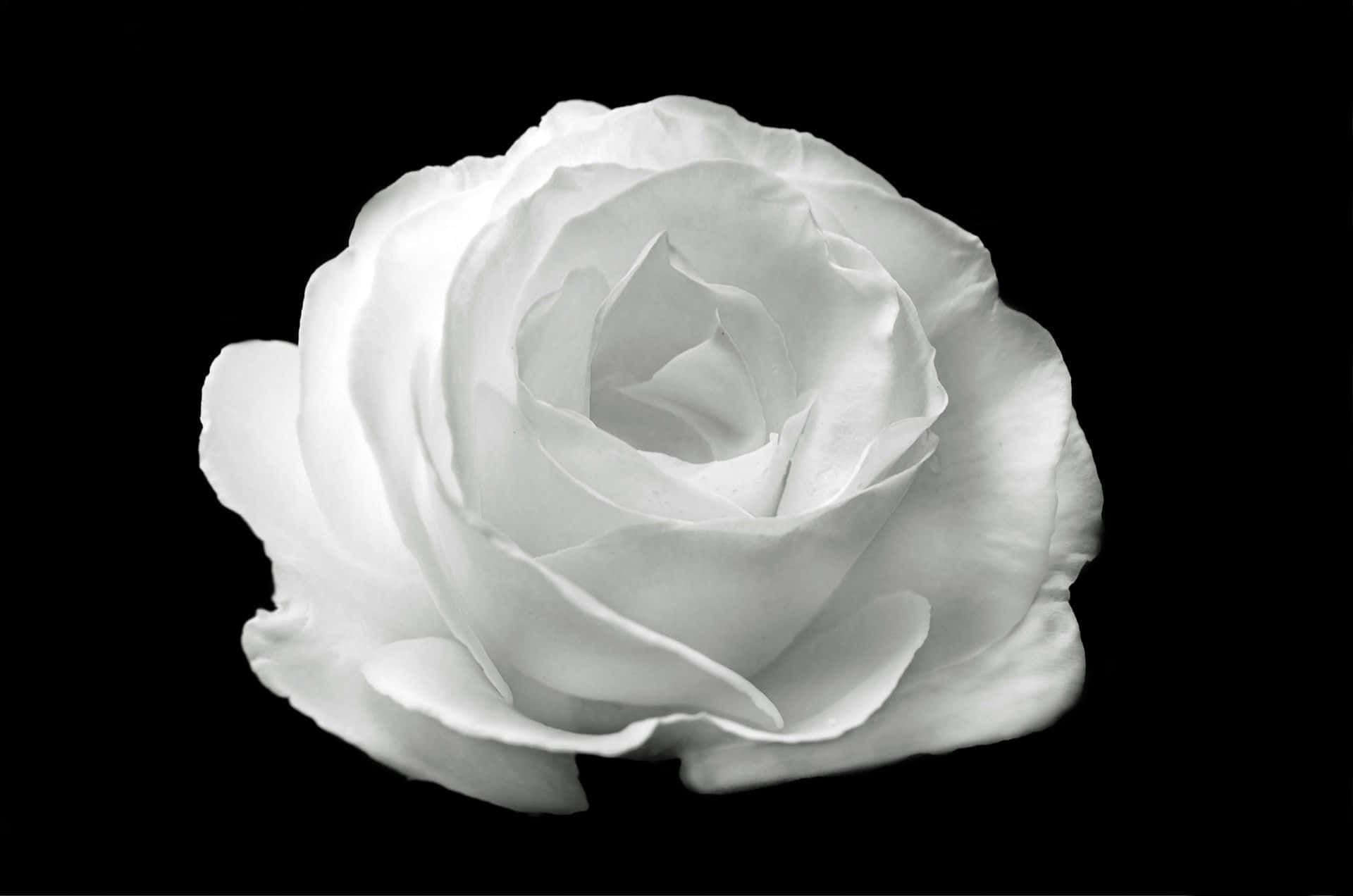 Floare de trandafir alb în estetică alb-negru Fundal