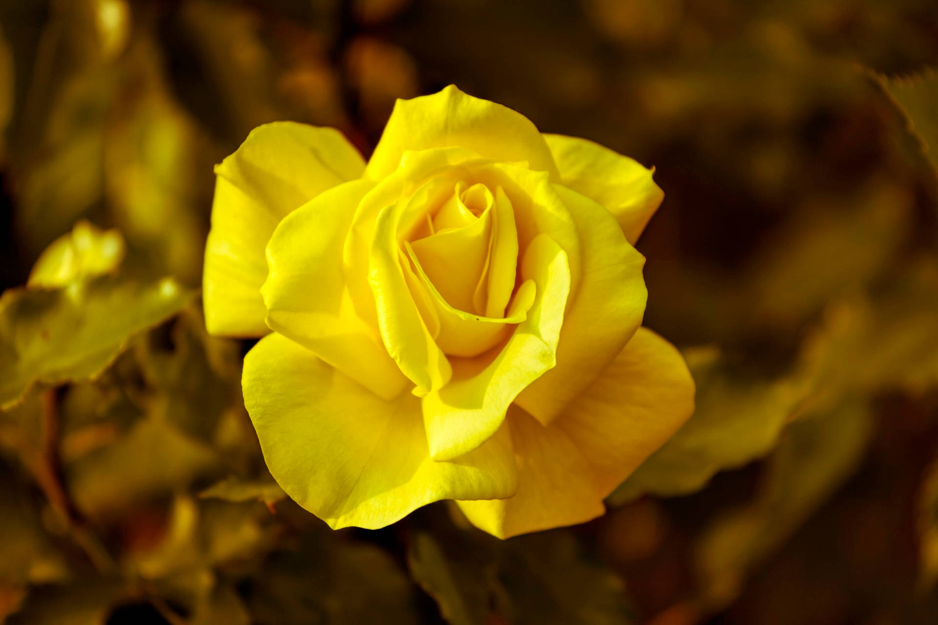 Fundal floare de trandafir galben — Trandafir Fundal