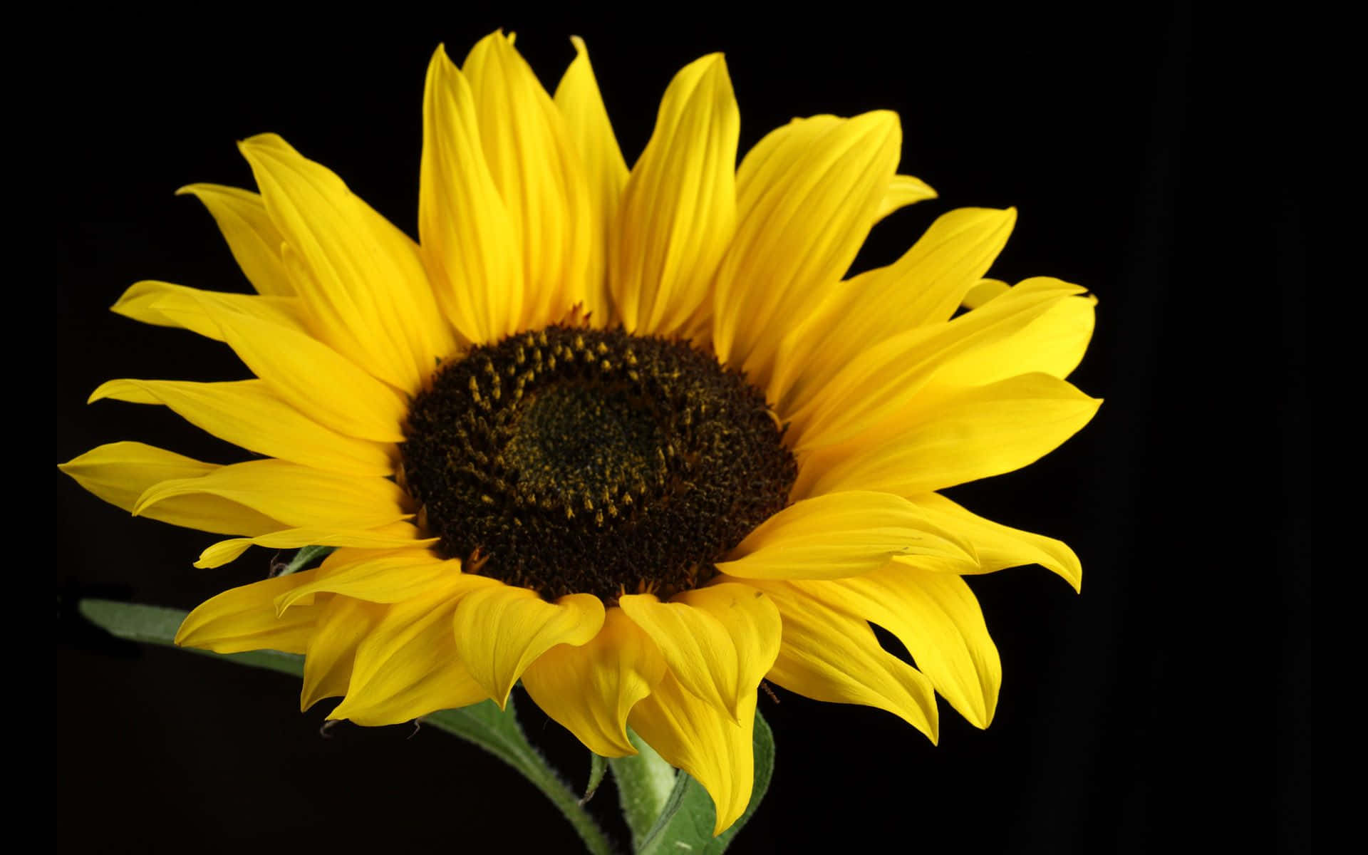 Floare de vară Floarea-soarelui Neagră Fundal