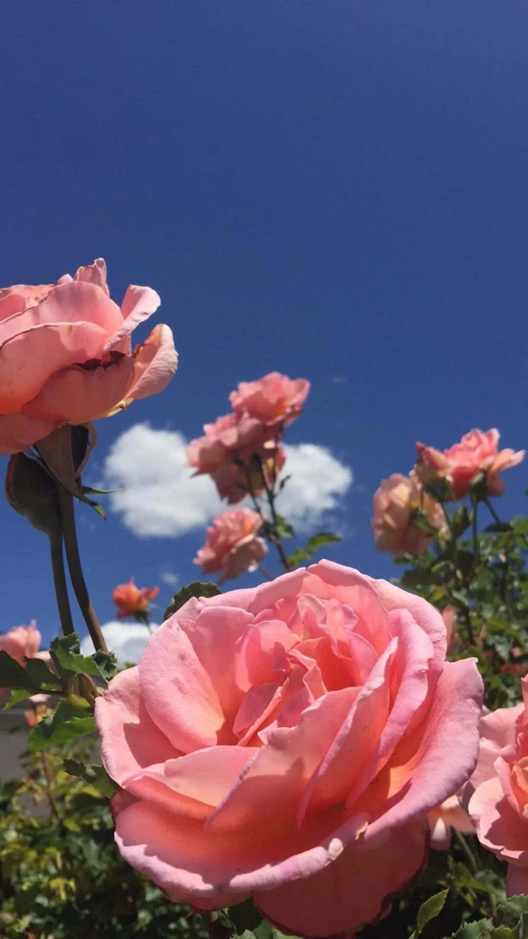 Floare Estetică Simplă Fundal