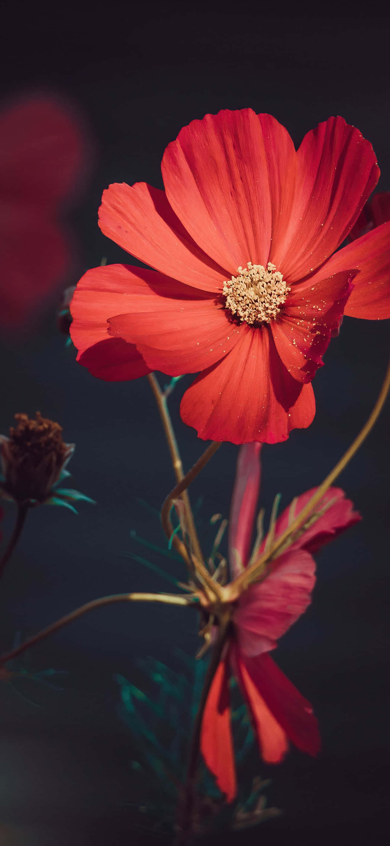 Floare iPhone Cosmos Roșu Grădină Imagine Fundal