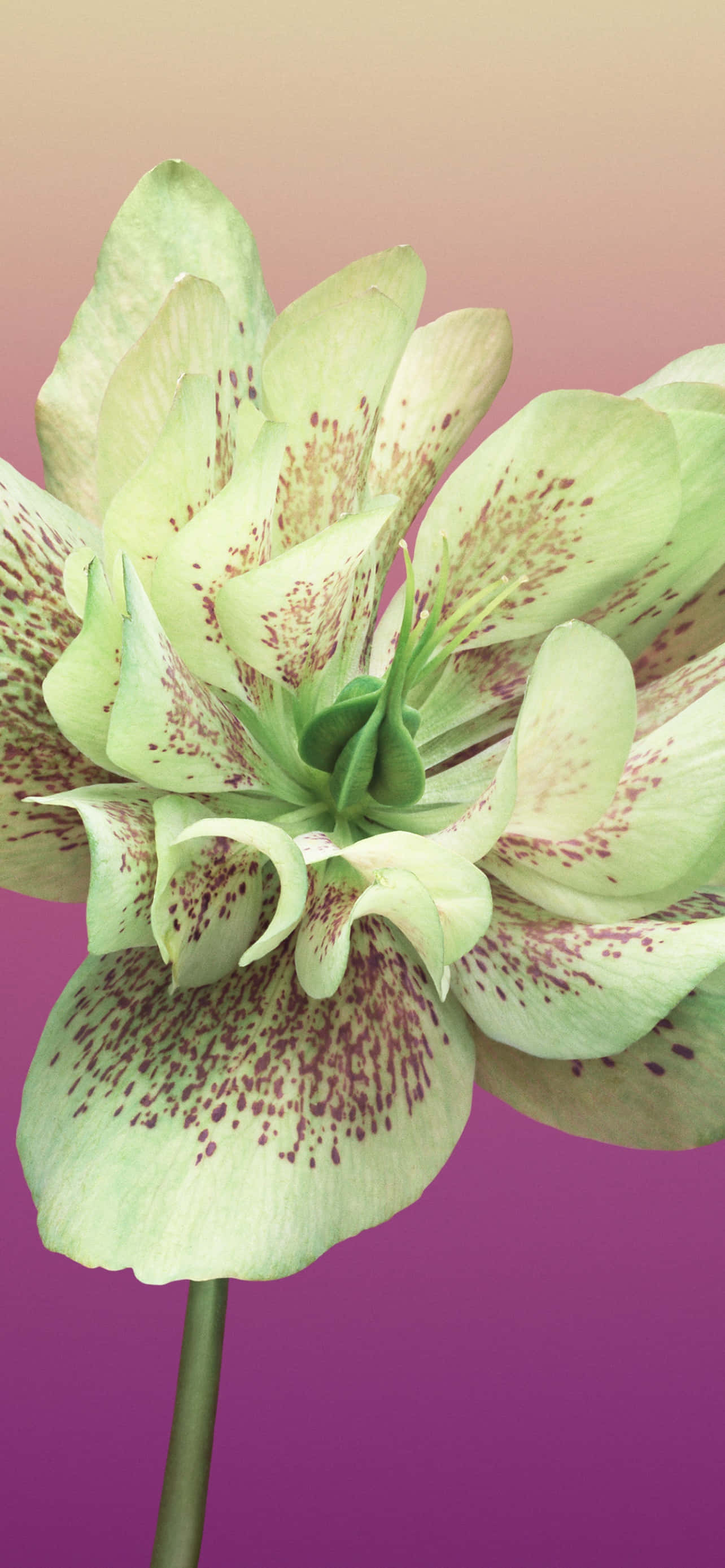 Floare iPhone Helleborus Orientalis Imagine Fundal