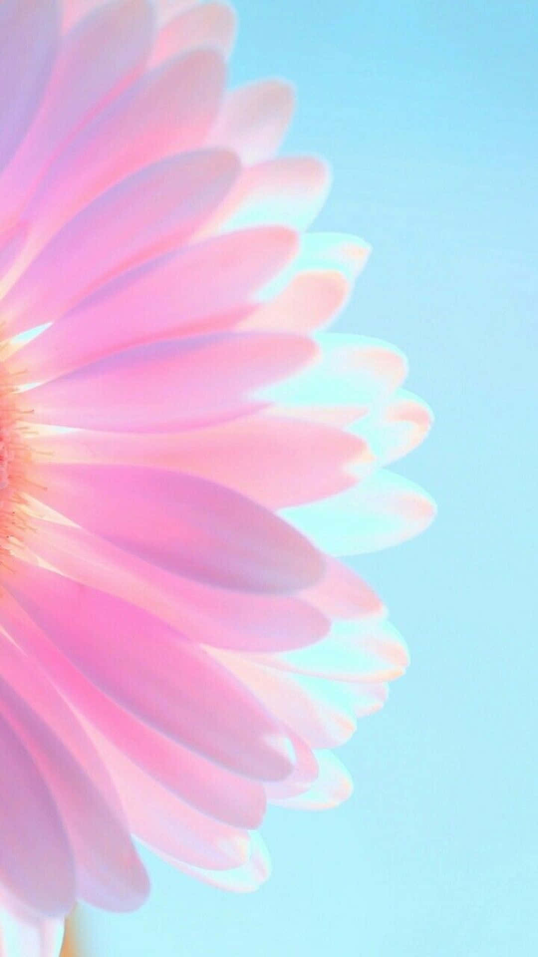 Floare Margareta Mov Pastel iPhone Fundal