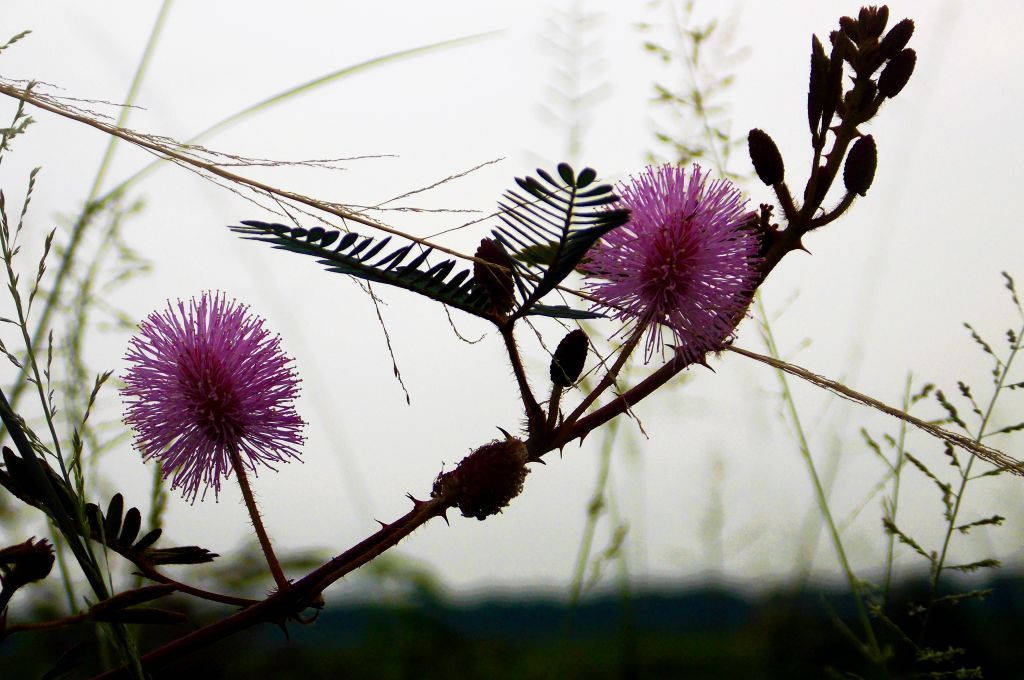 Floare Mimosa Sălbatică Fundal