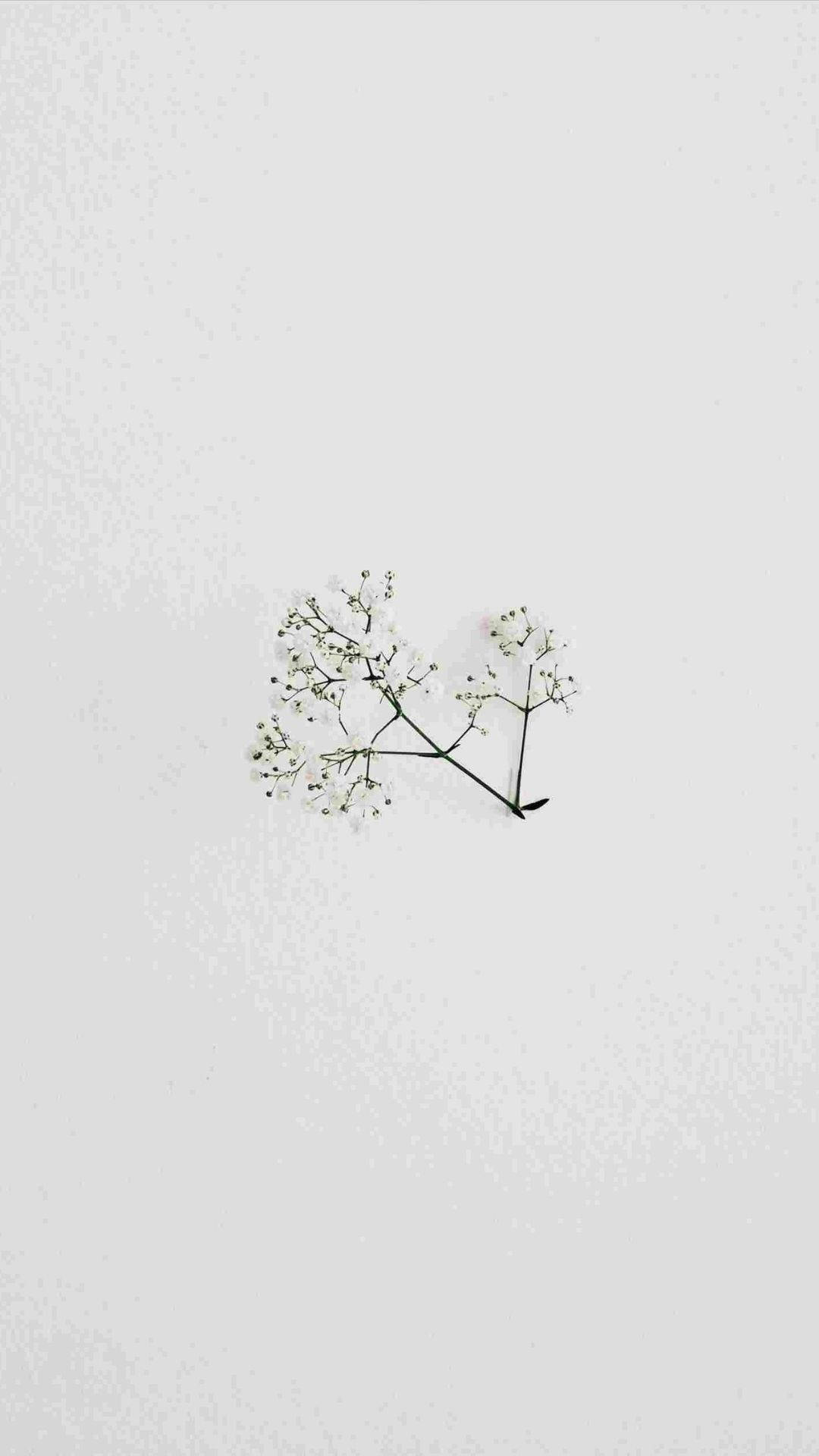 Floare Minimalistă Fundal