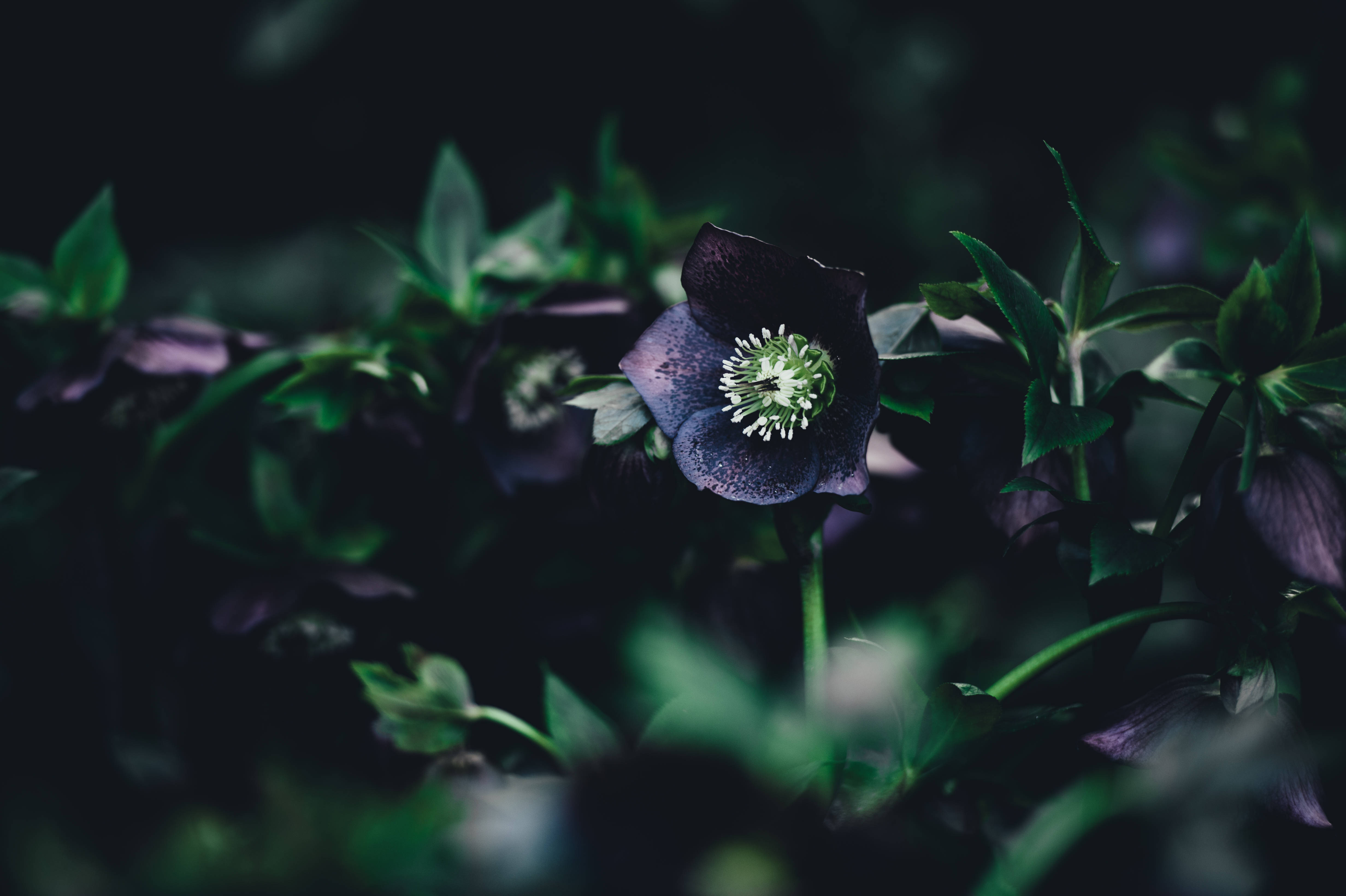 Floare mov închis cu tulpină verde Fundal