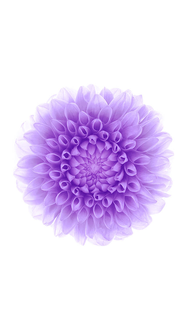 Floare mov iOS 6 Fundal