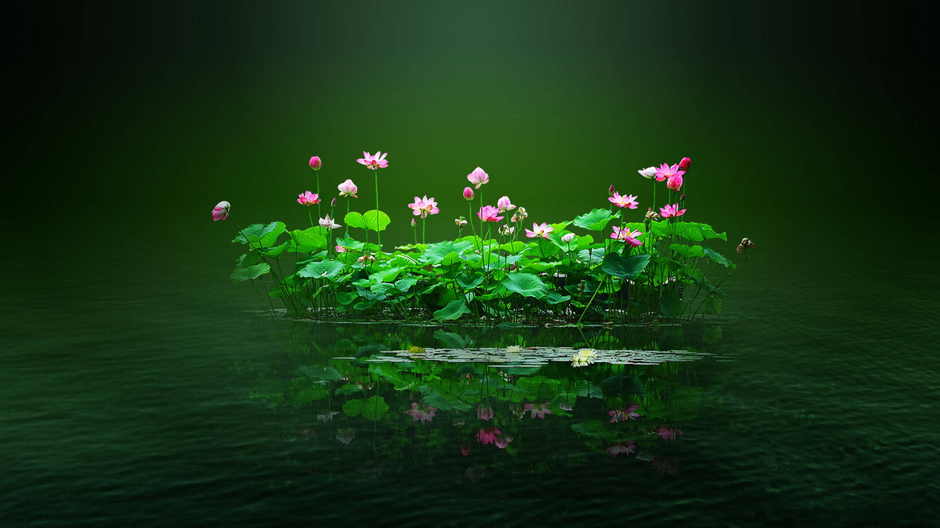 Floare PC pe iaz cu lotus Fundal