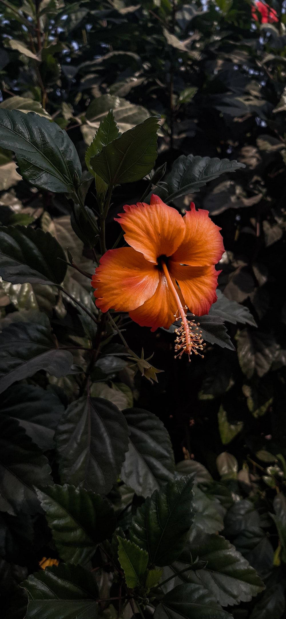 Floare Rară de Hibiscus Fundal