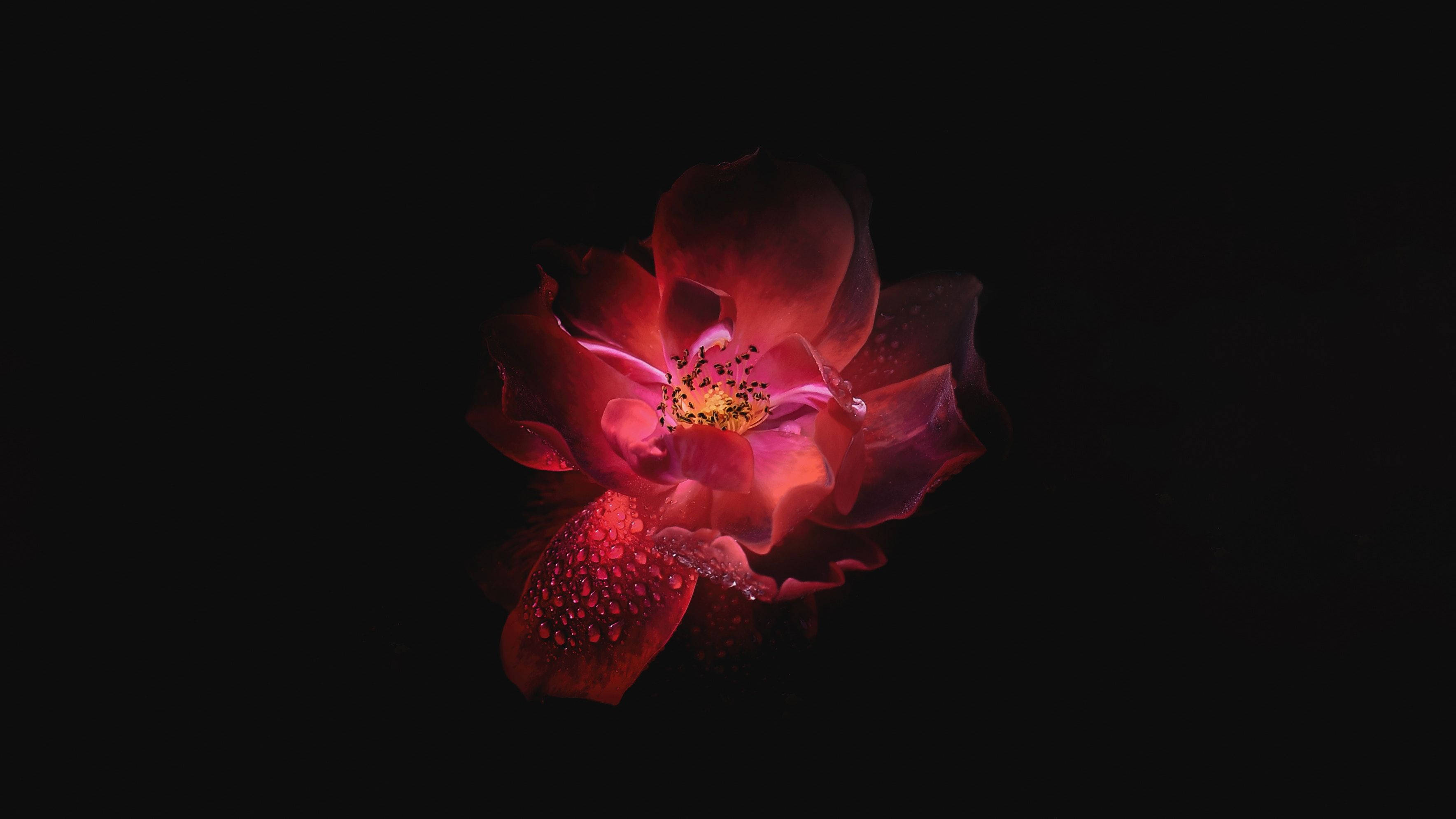 Floare Roz OLED Fundal