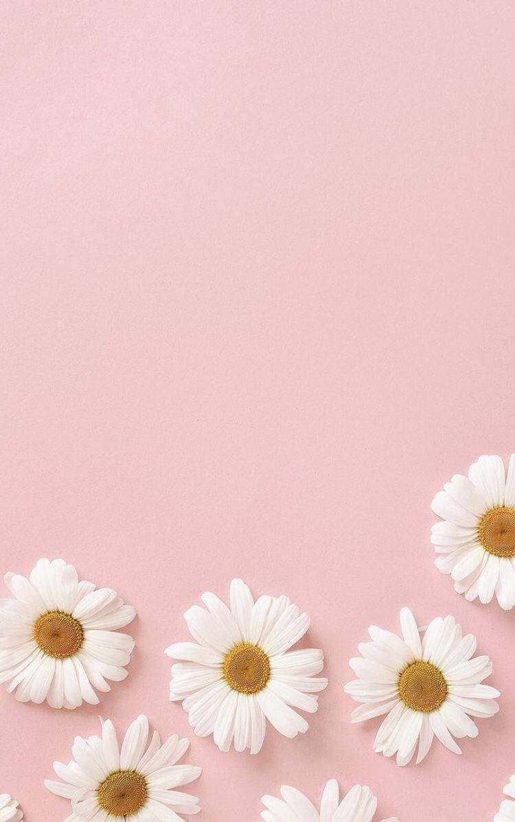 Floare roz pastel pentru iPhone Fundal