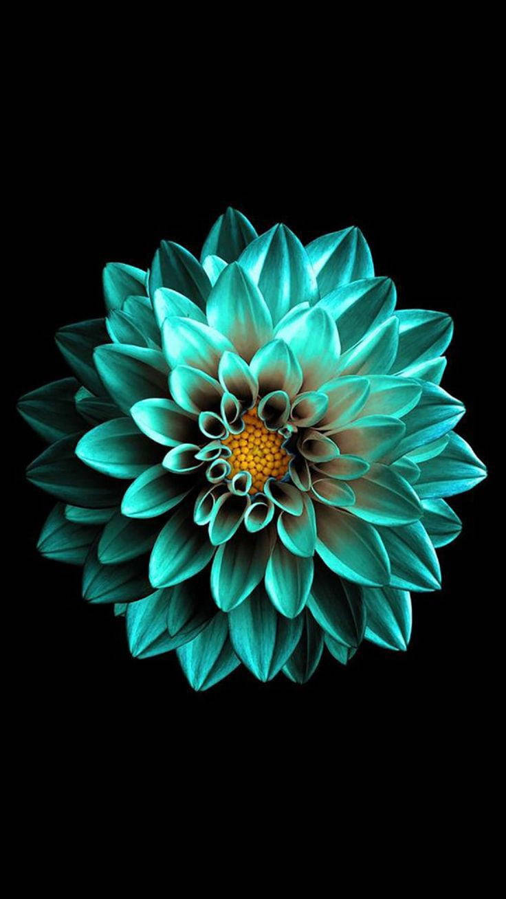 Floare smarald neagră AMOLED Fundal