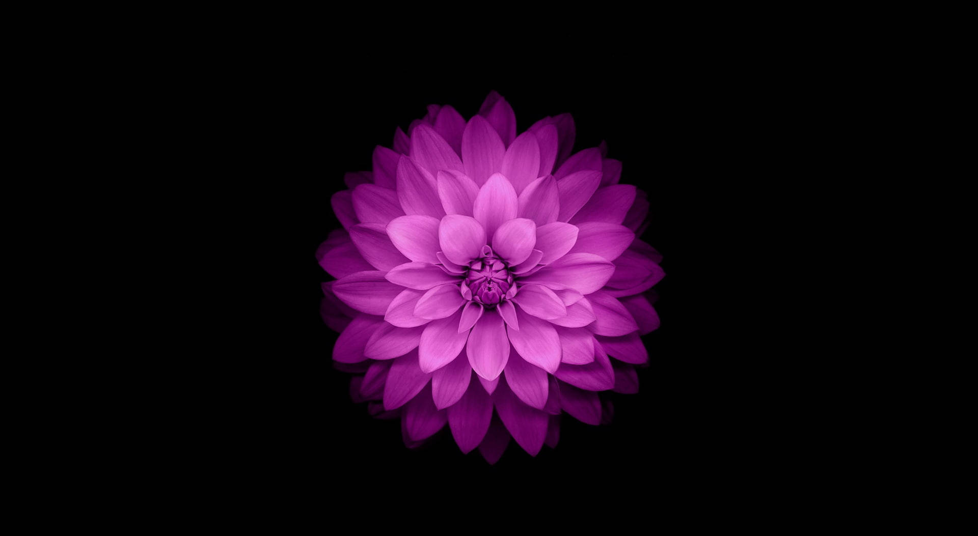 Floare Violet MacBook Air Fundal