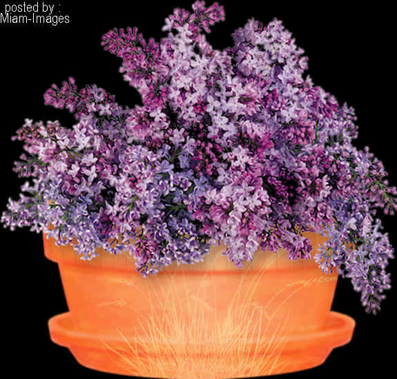 Floare violetă în oglindă pot Fundal