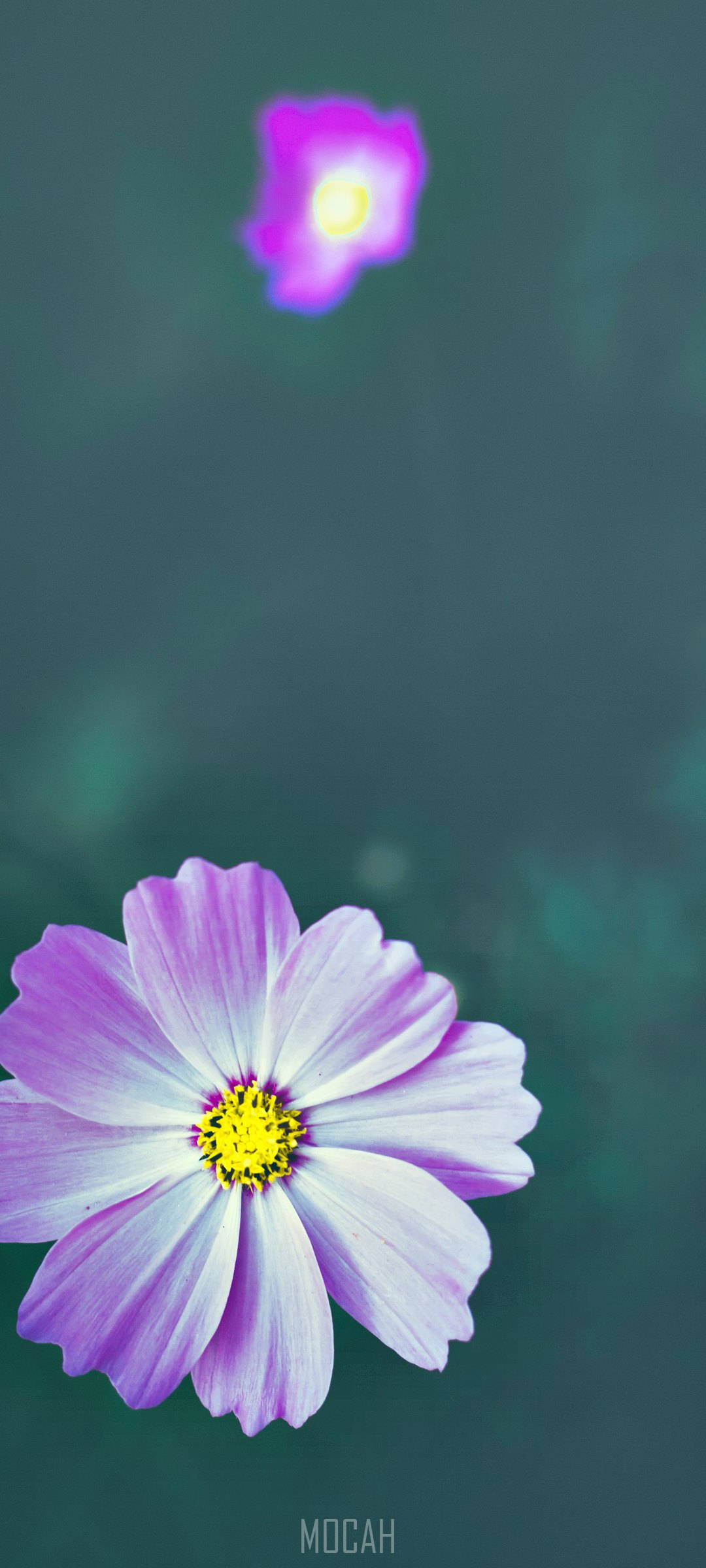 Floare Zoom Violet Alb Telefon Fundal