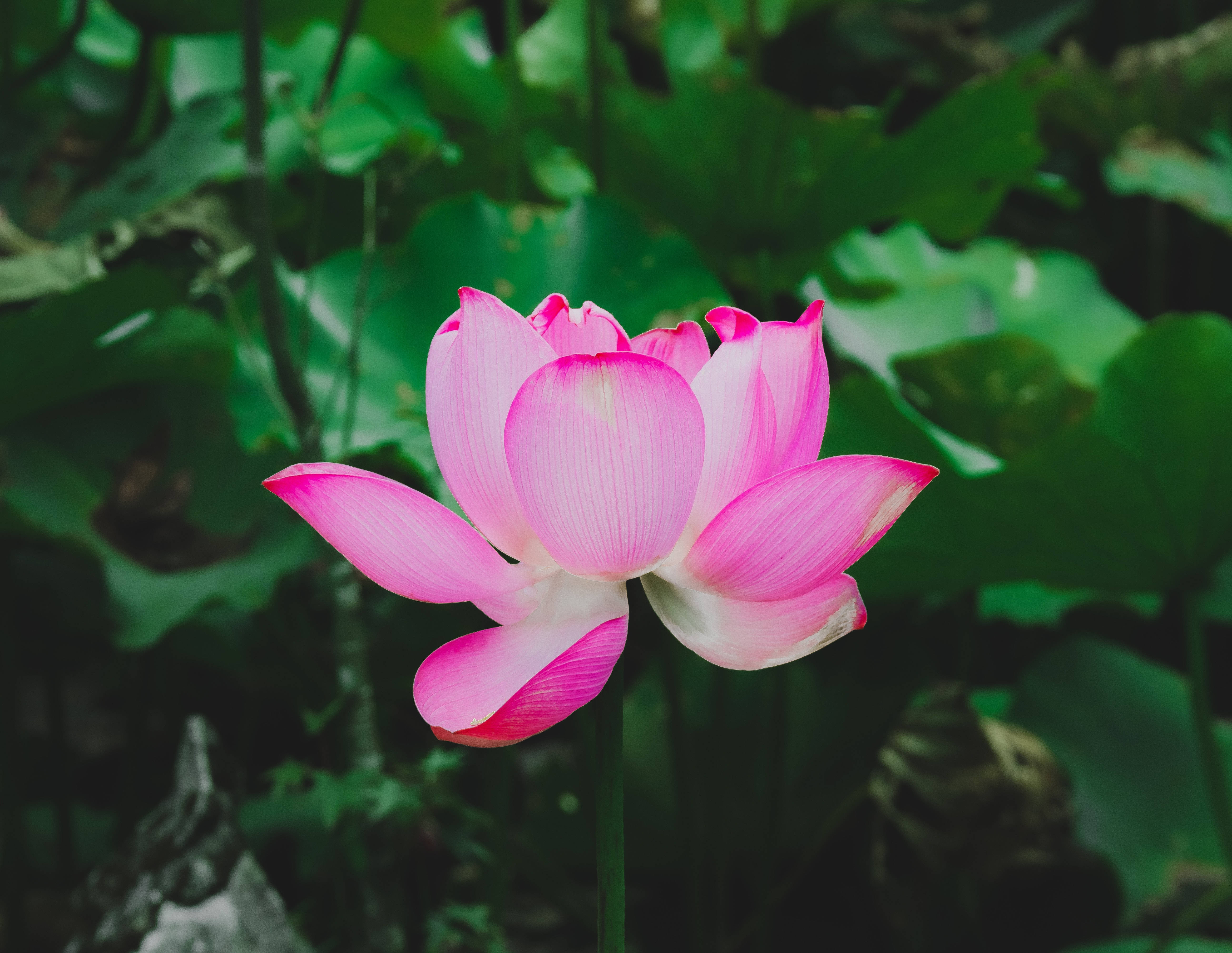Floarea de Lotus Roșie a lui Yohan Fundal