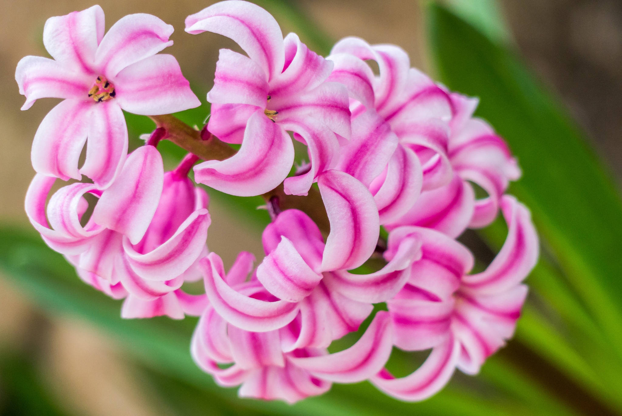 Floarea Hyacinth Miss Saigon Fundal