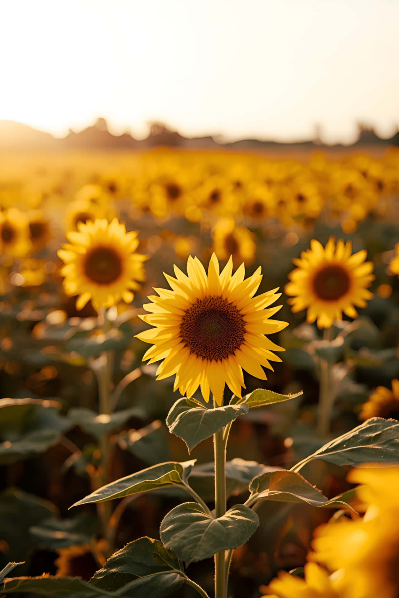 soare,apus,răsărit,floarea soarelui,câmp,peisaj,înflorire,cer,lumină,înflorit,natură,floare,pitoresc,creștere,mediu rural,galben