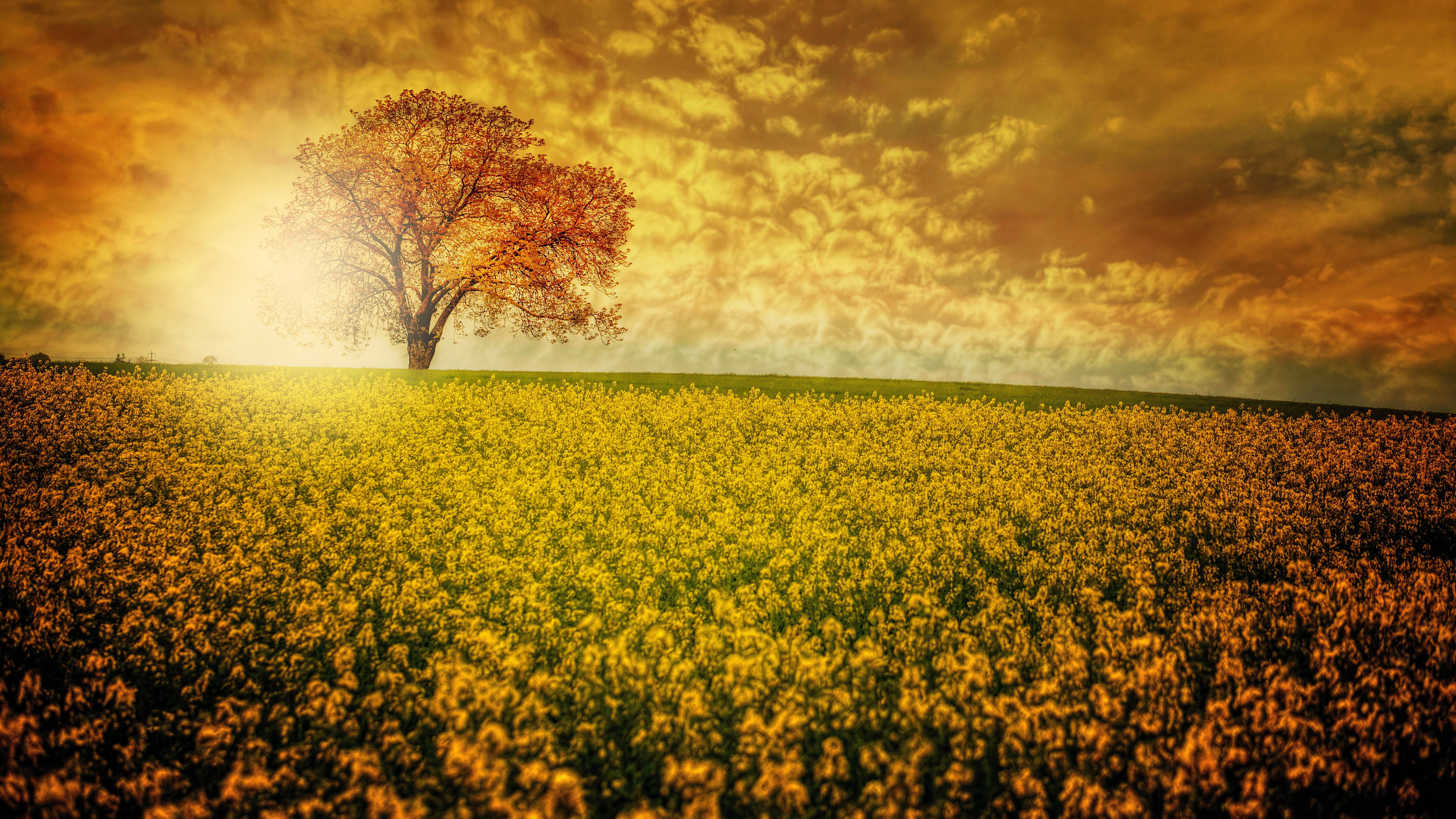 Floral Field Wallpaper 8K Ultra HD Captivant Fundal