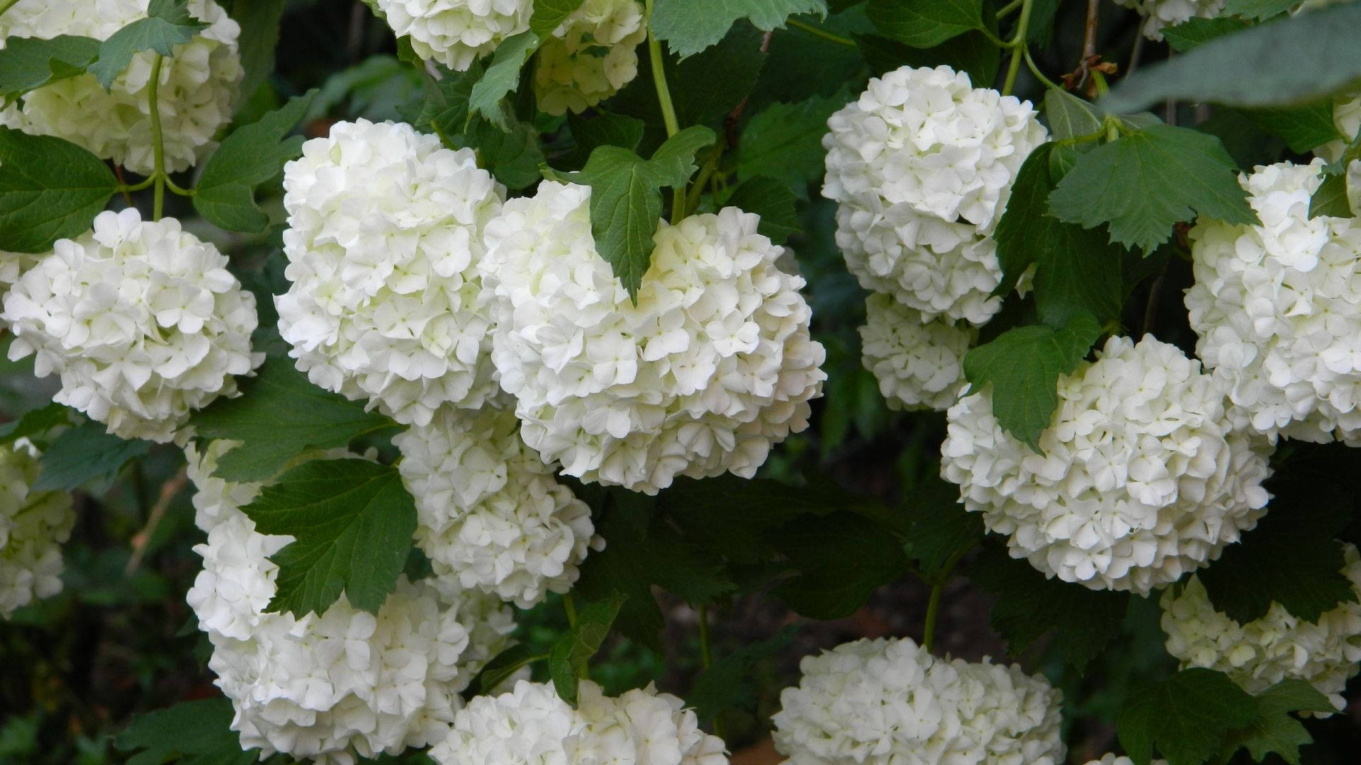 Flori de hortensie albă Fundal