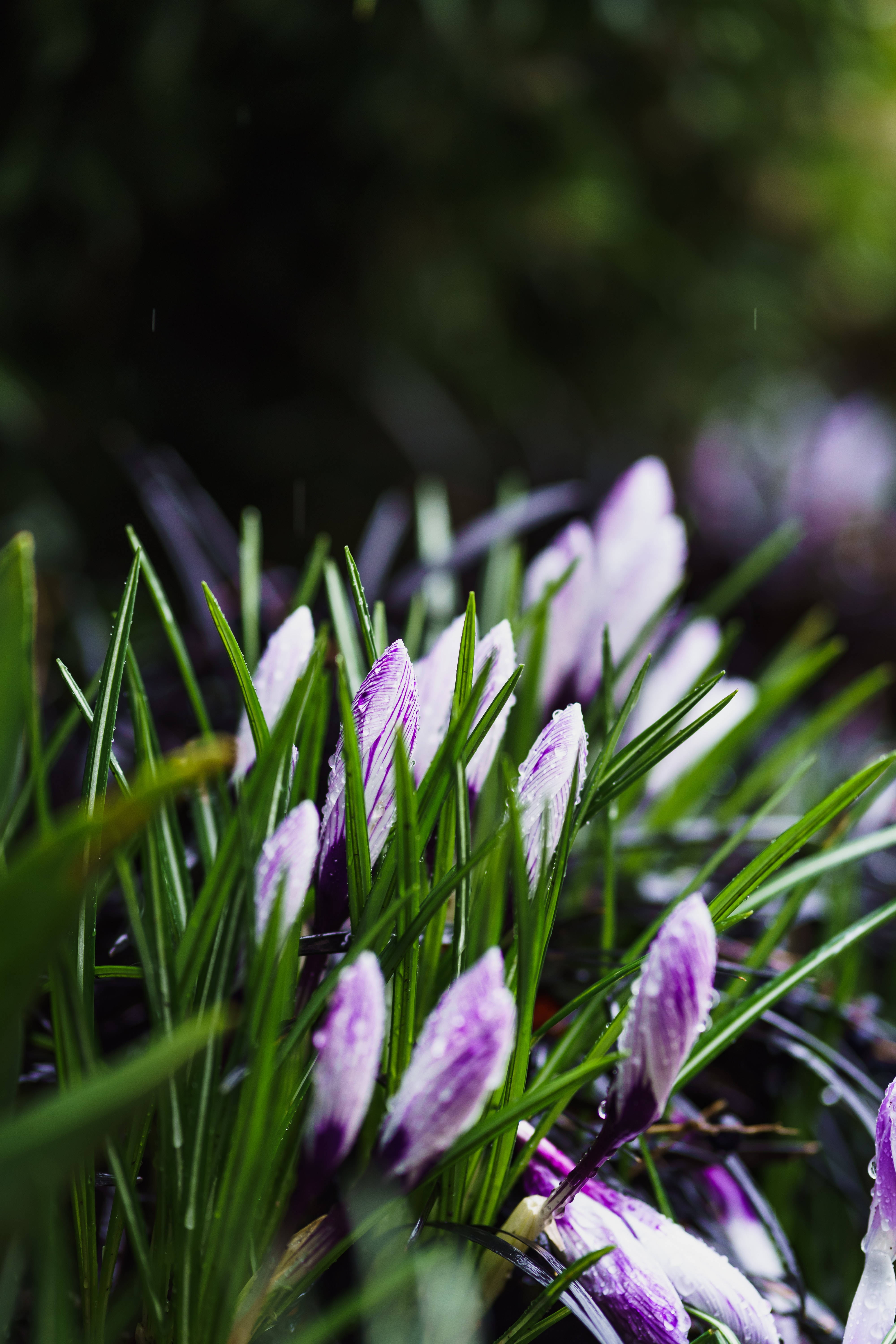Flori violet de primăvară Fundal