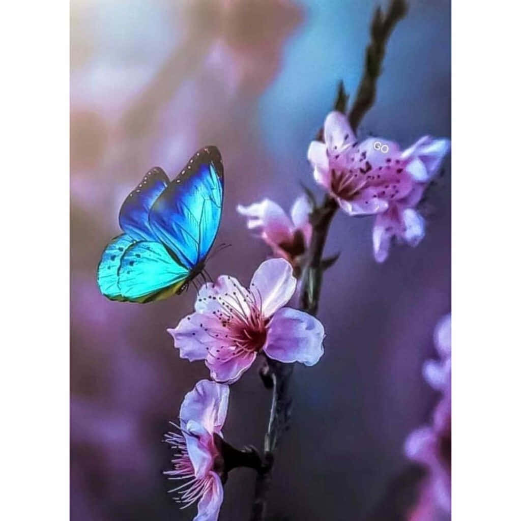 Fluture albastru pe flori roz – imagine de profil frumoasă Fundal