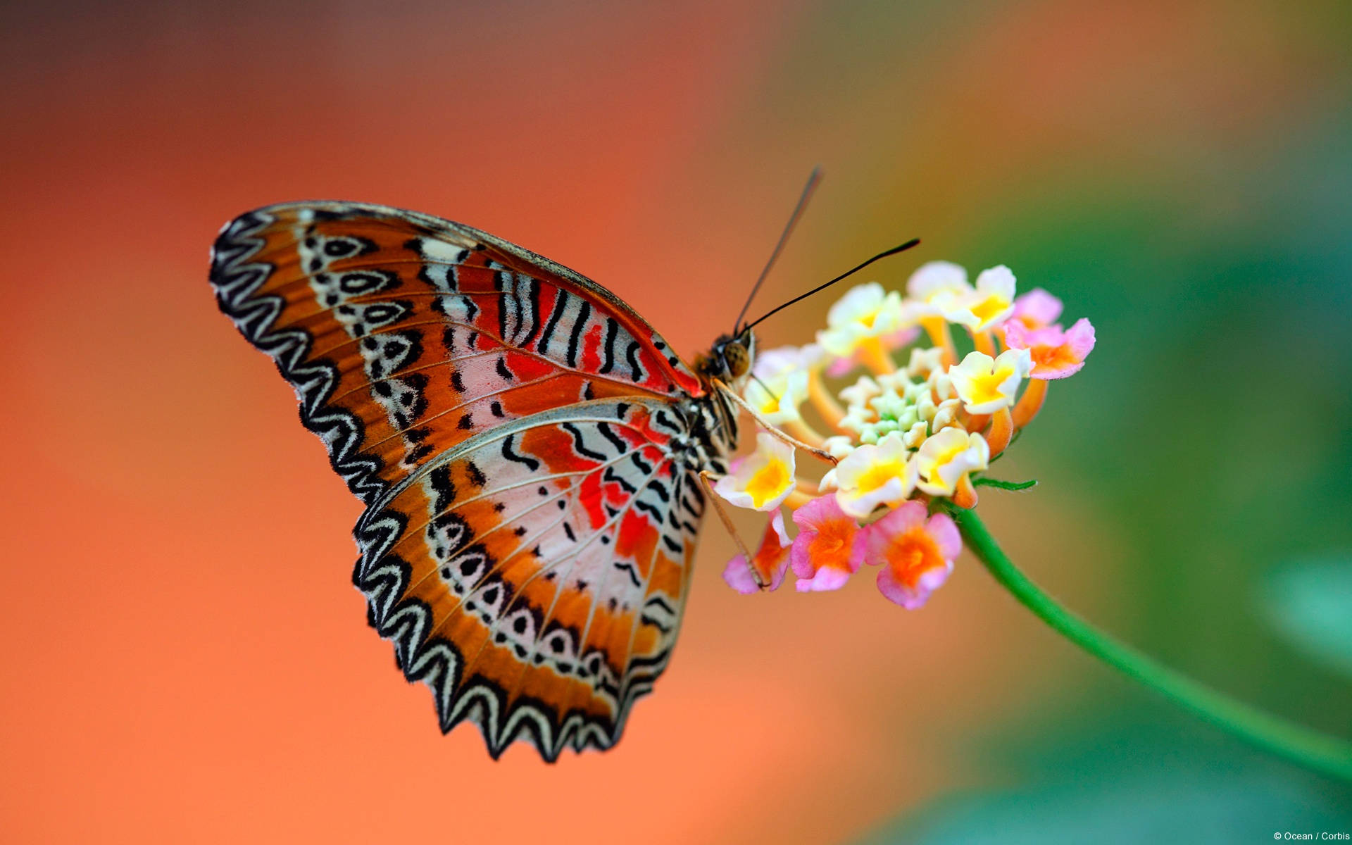 Fluture Colorat Pe Ecran Full HD Desktop Fundal