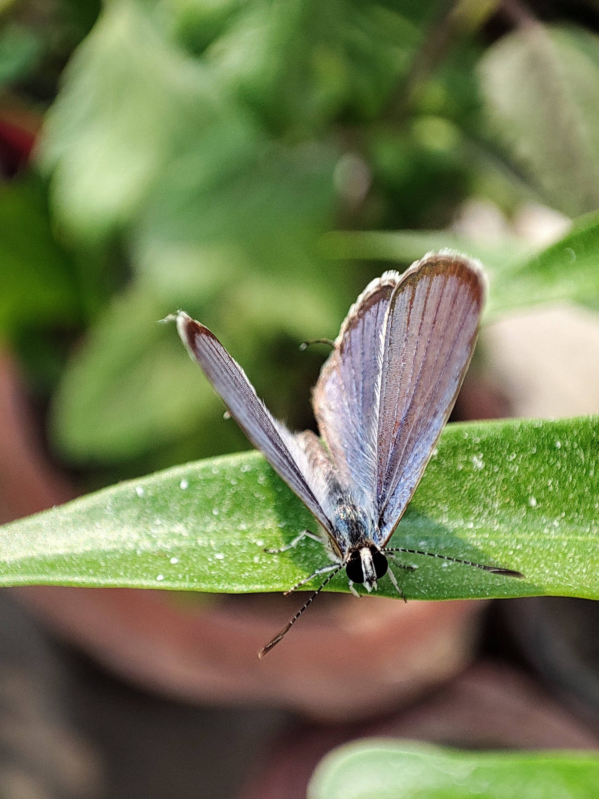 Fluture estetic azuriu Fundal