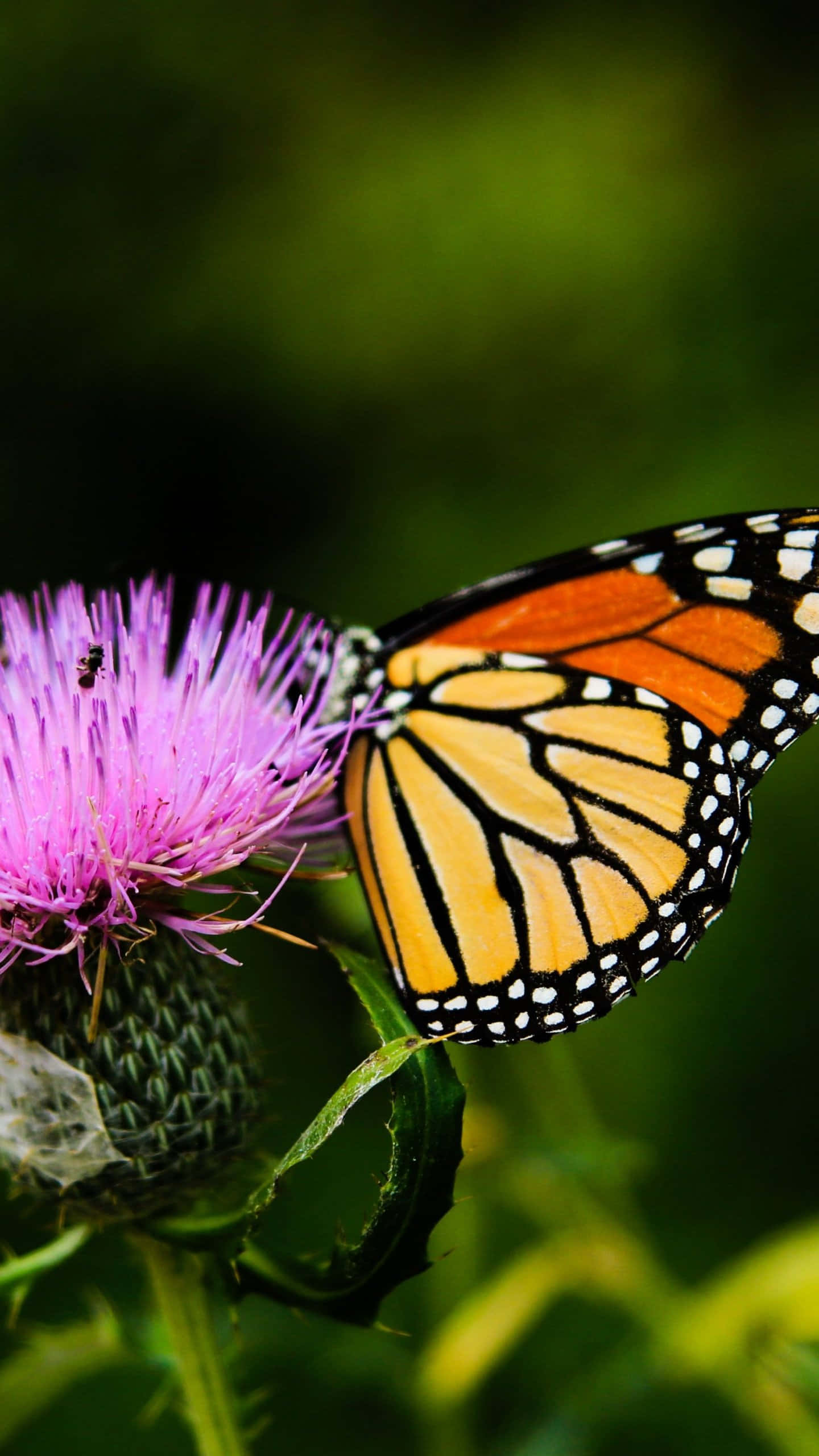 fluture monarh pe o floare de ciulin Fundal