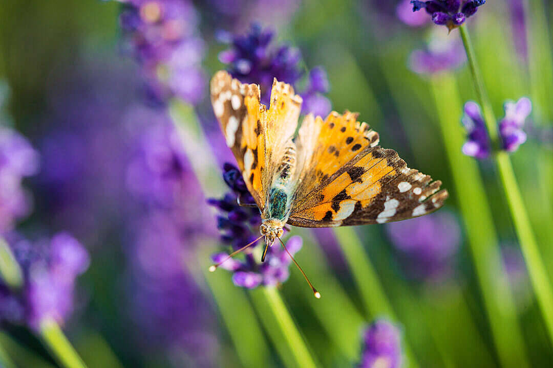 Fluture Painted Lady Estetic Fundal