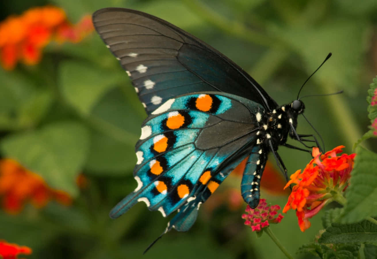 Fluturele Monarh Fundal