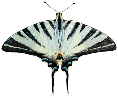 Fluturele Striped Swallowtail Fundal