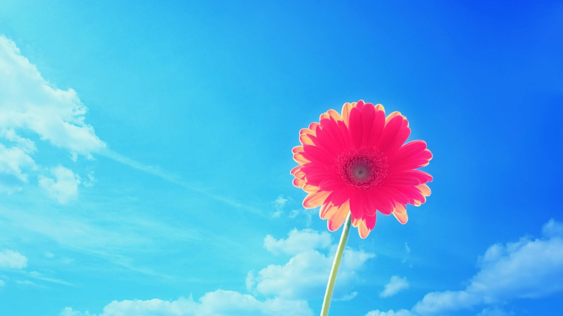 Fond de ecran de vară cu gerbera roz Fundal
