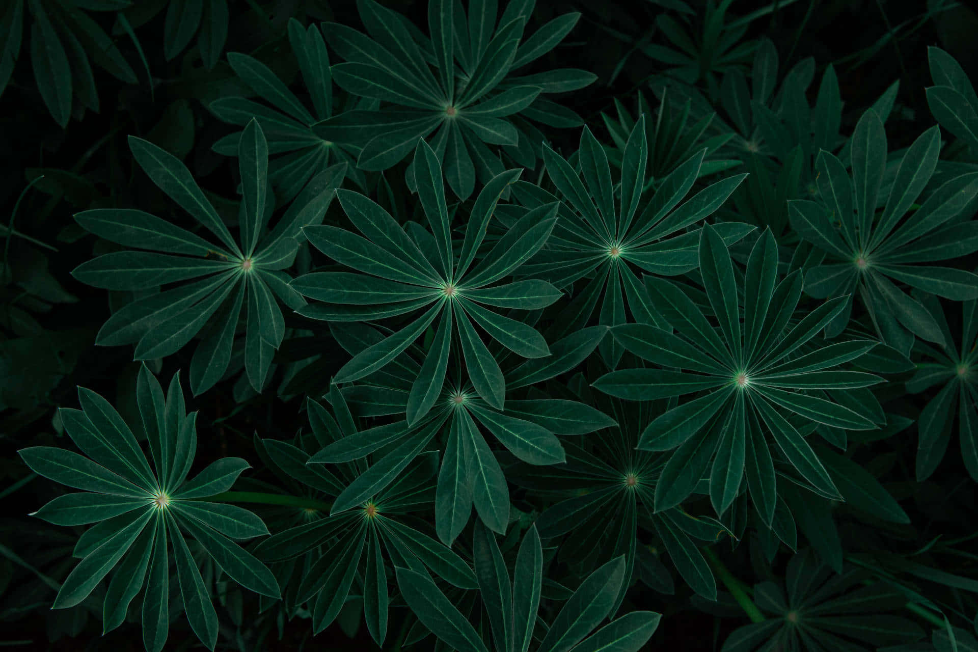 Fond de ecran verde închis solid Fundal