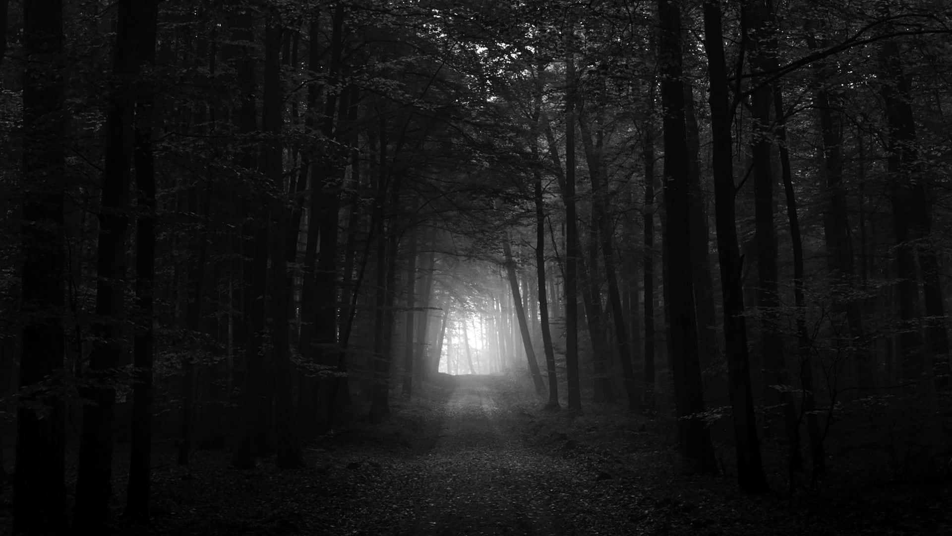 Fond Pădure Întunecată Fundal