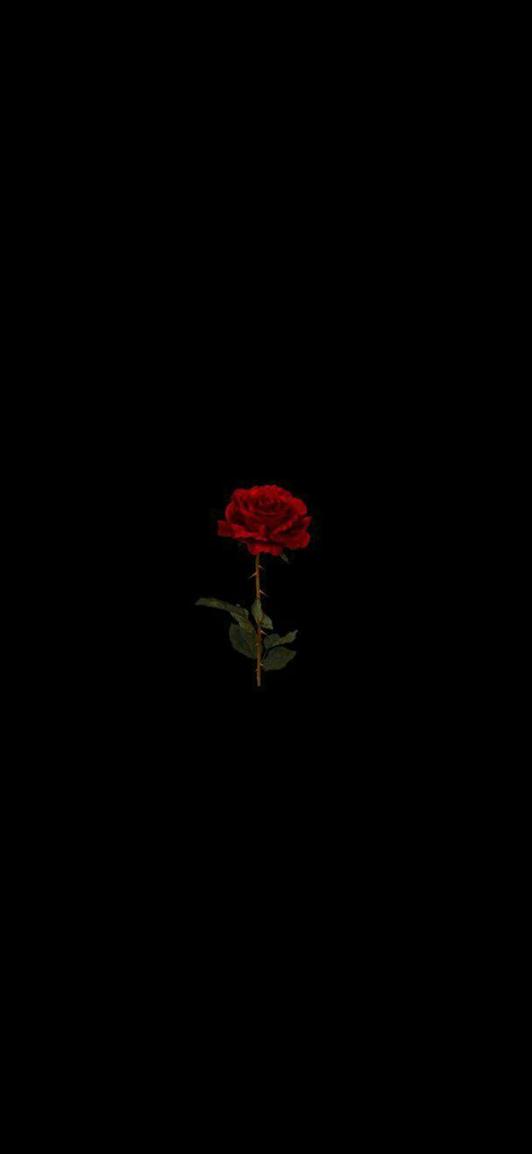 Fond de ecran Pixel 3XL AMOLED cu trandafir roșu Fundal