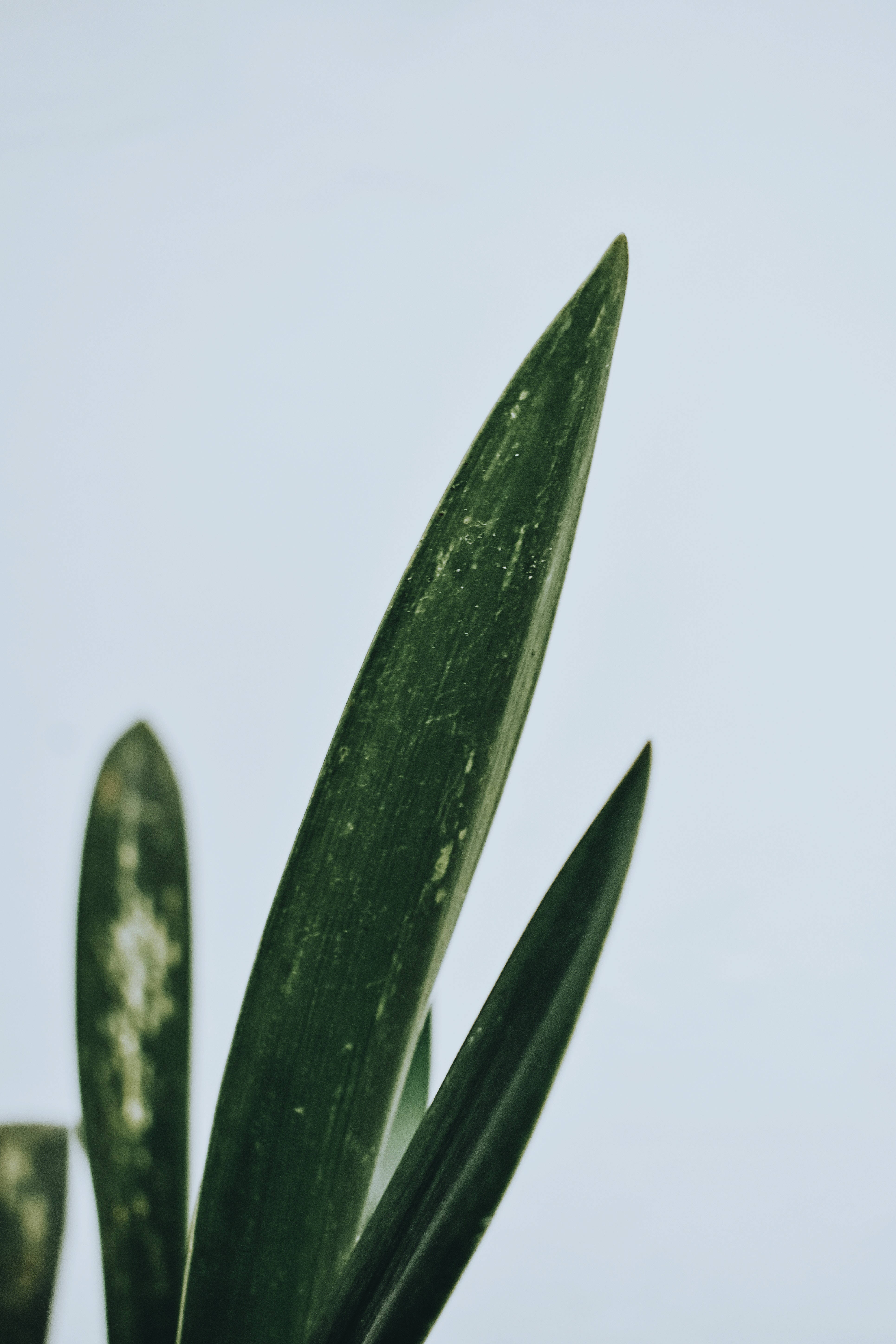Fond verde minimalist Fundal