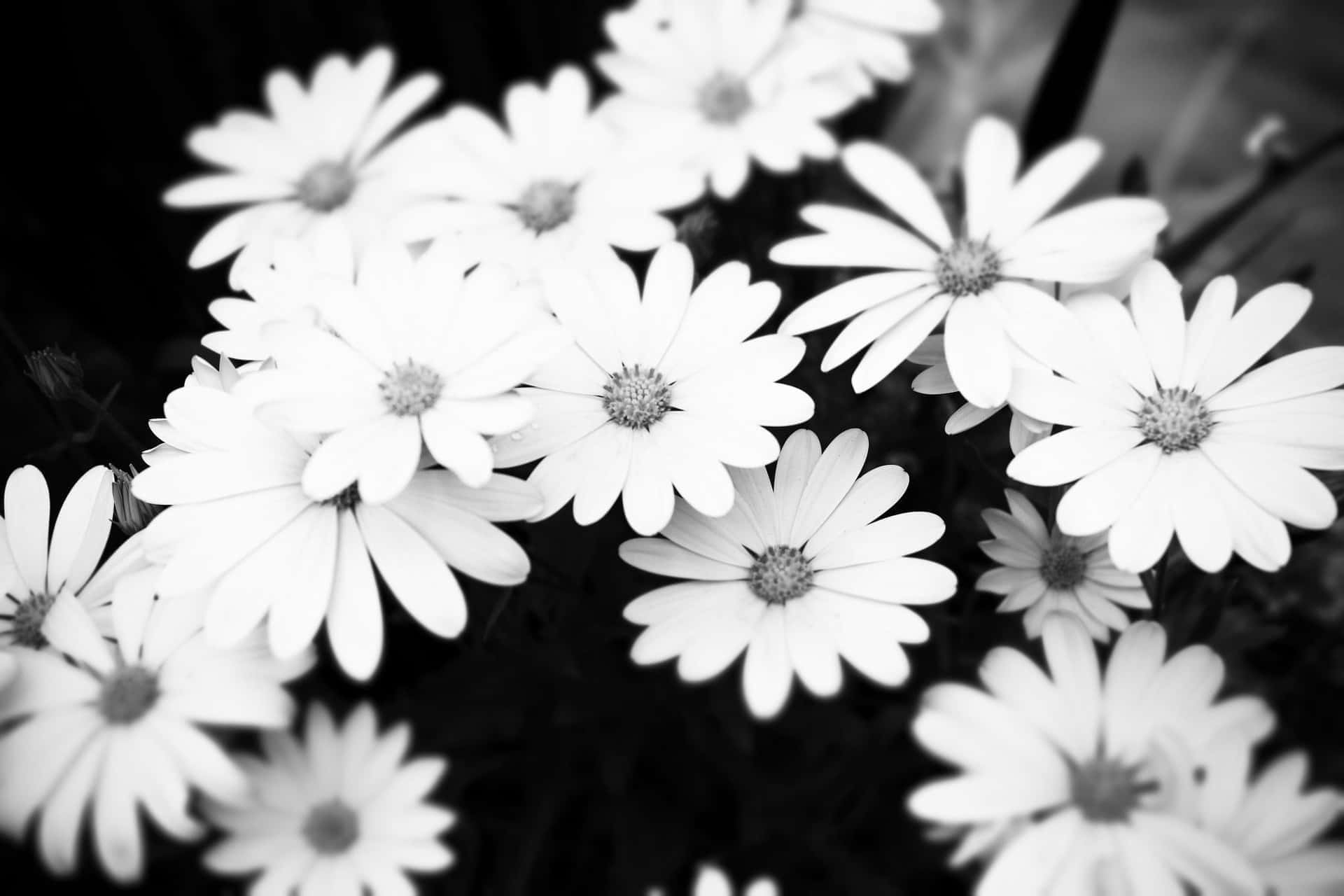 fotografie alb-negru cu margarete Fundal