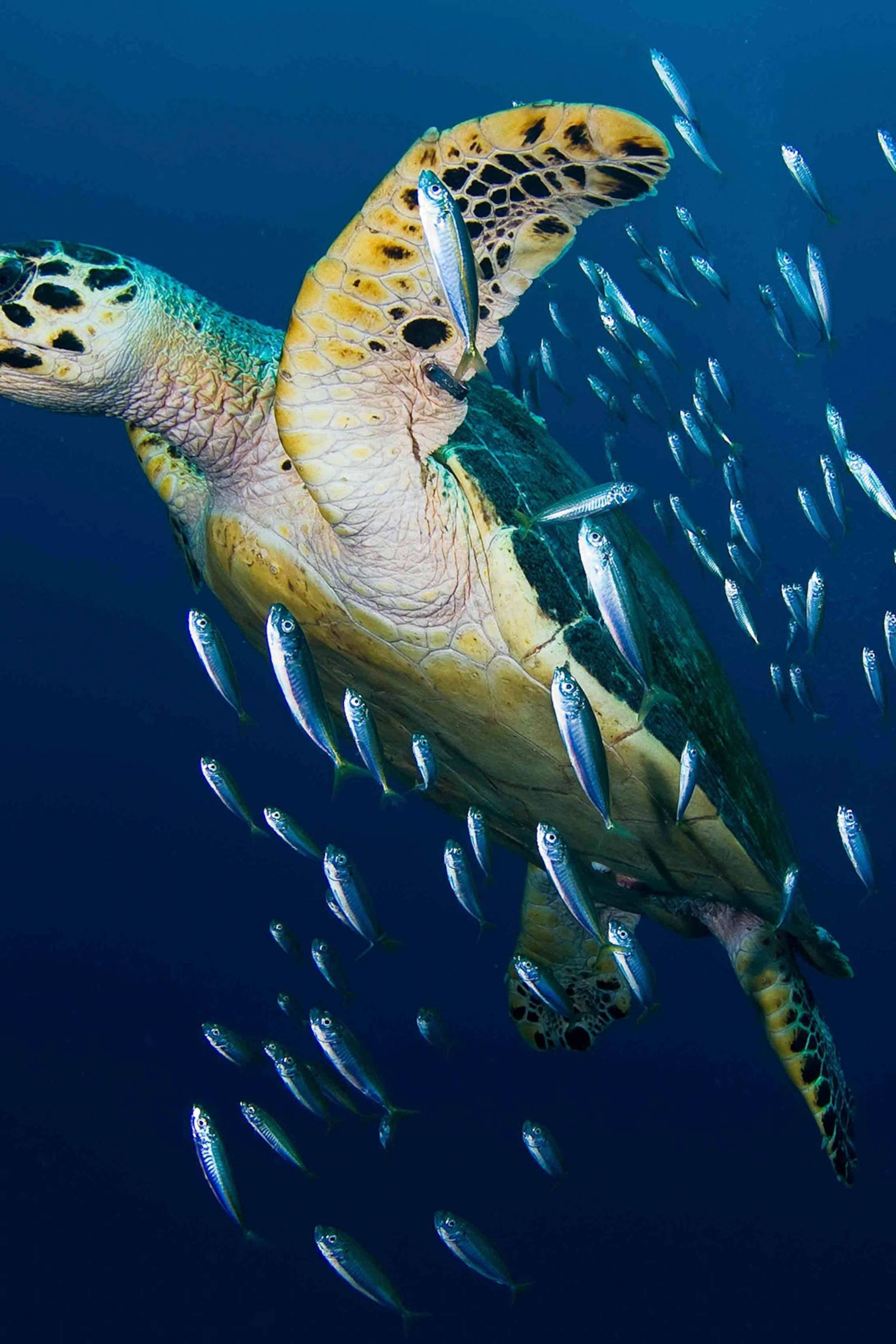Fotografie cu Broasca Țestosă de Mare Hawksbill Fundal