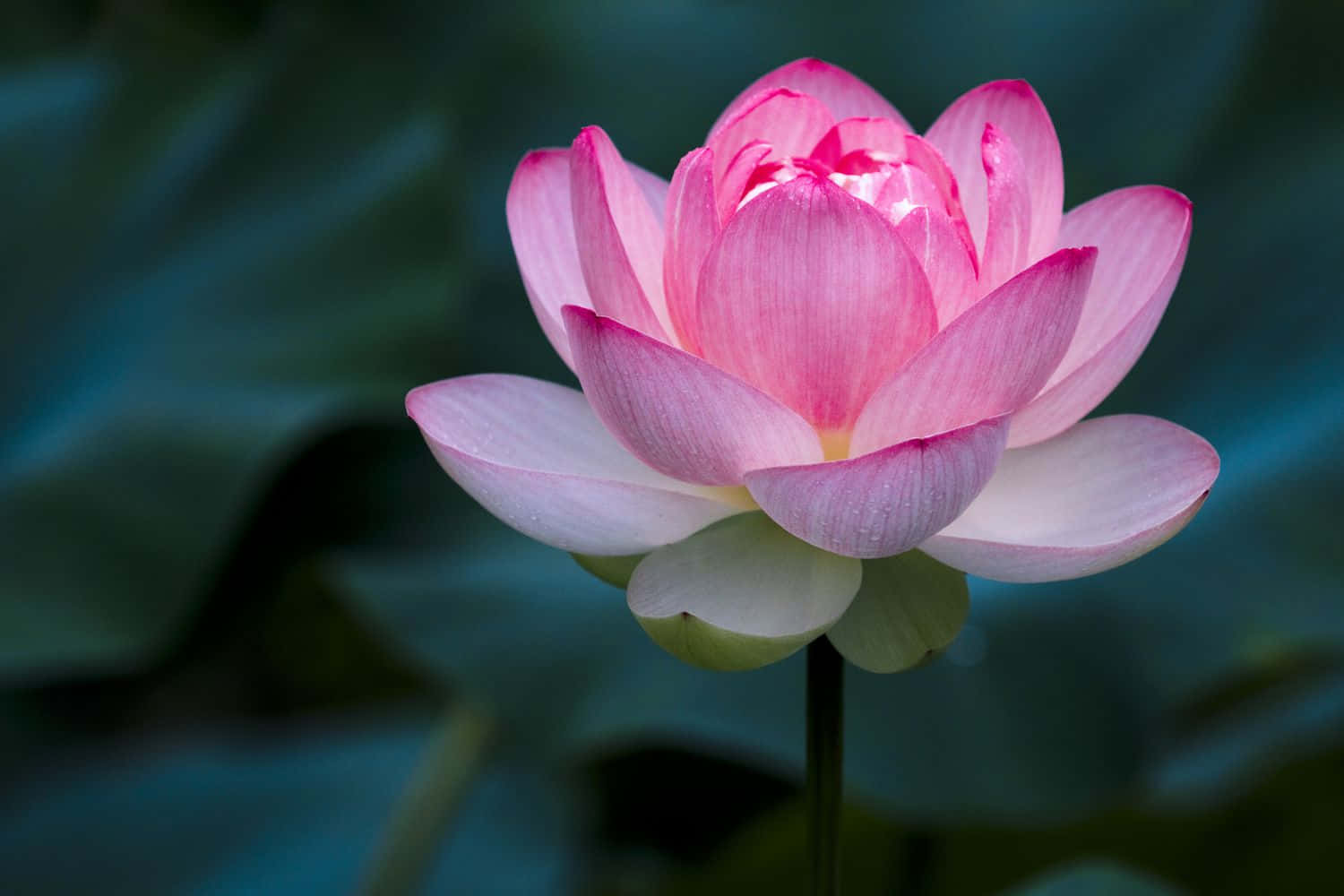 Fotografie cu floare de lotus roz în apă Fundal