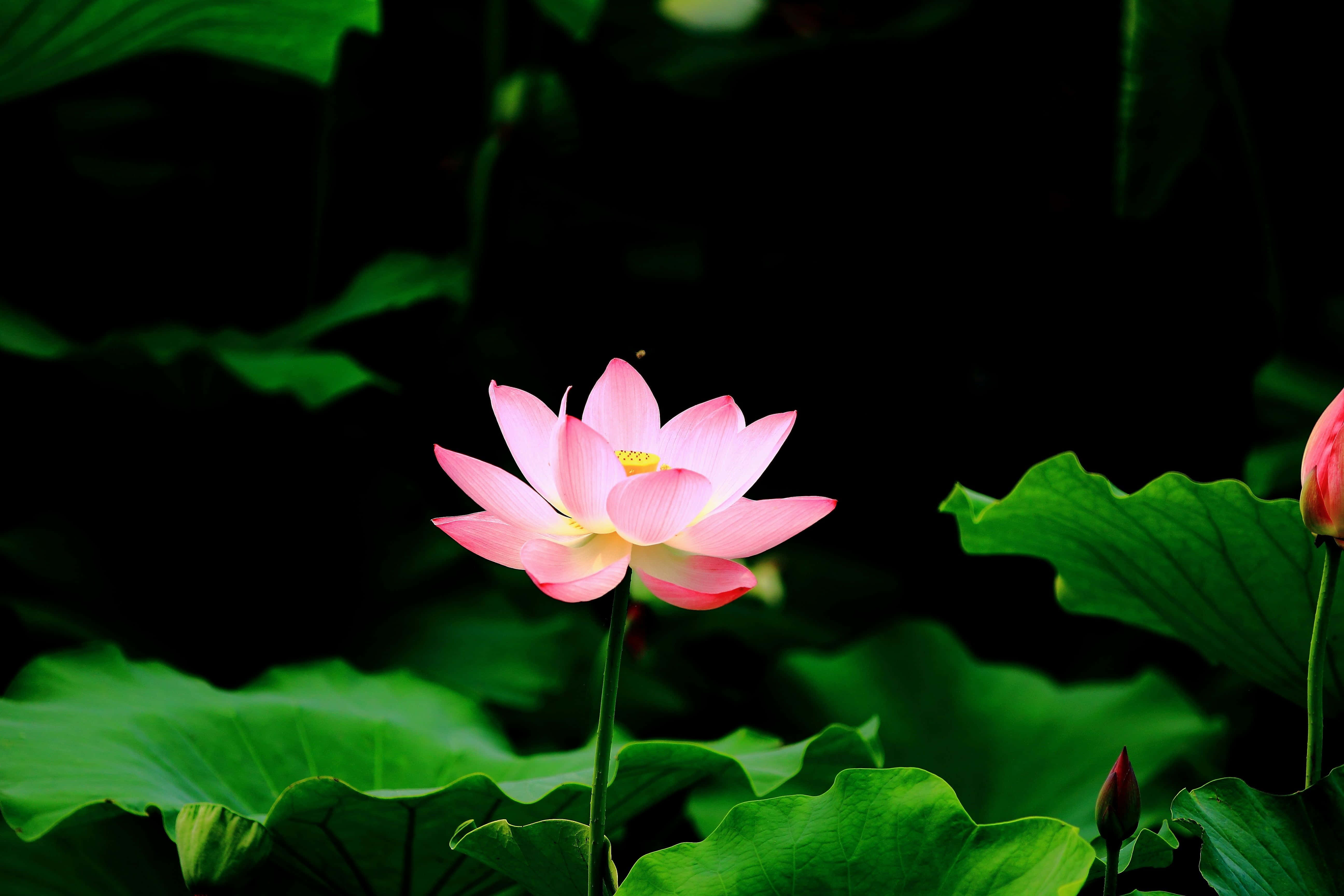 Fotografie cu floare de lotus Fundal