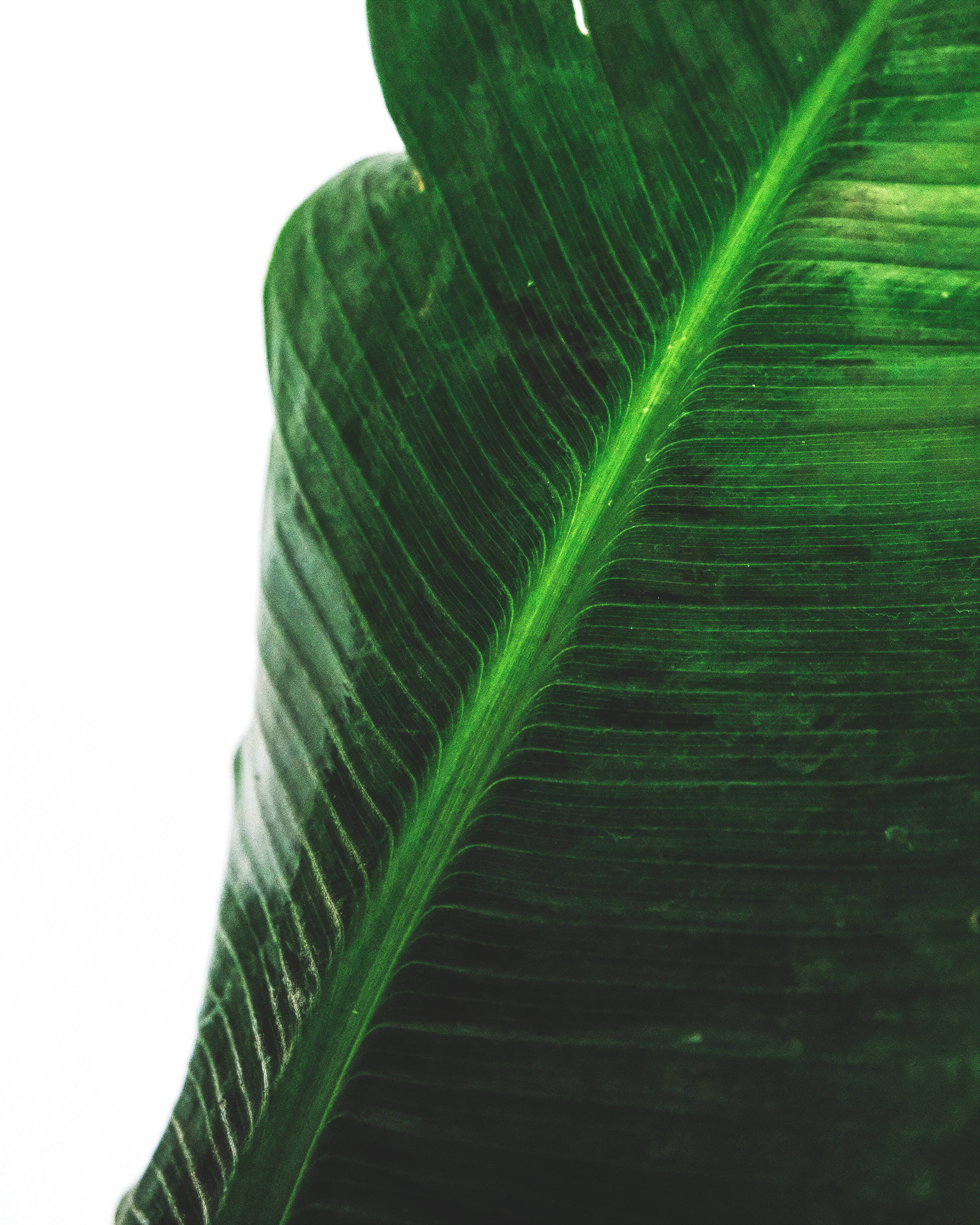 Fotografie cu frunză verde de bananier Fundal